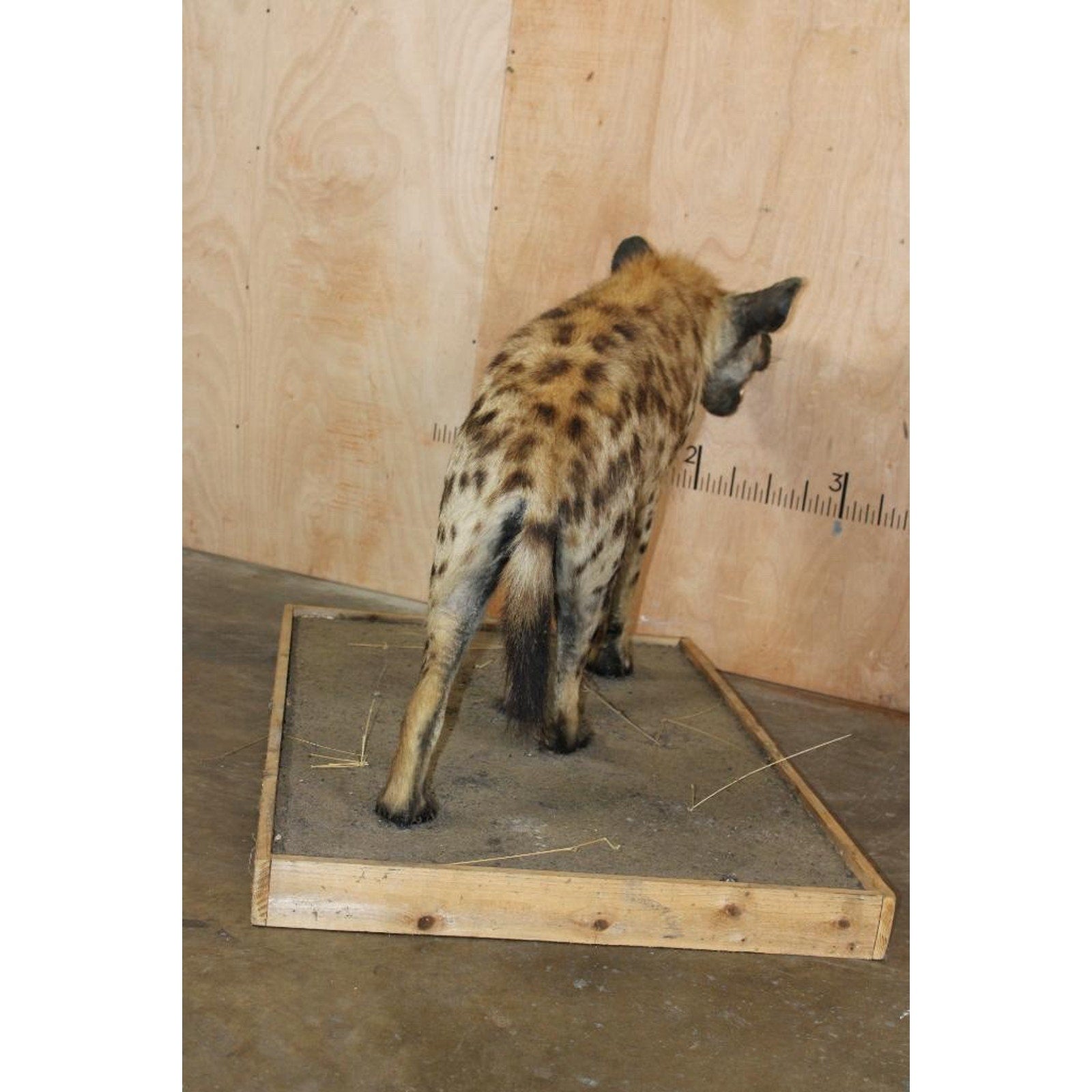 FHBRENT2 - XL Life-sized SPOTTED HYENA on a Wood Base