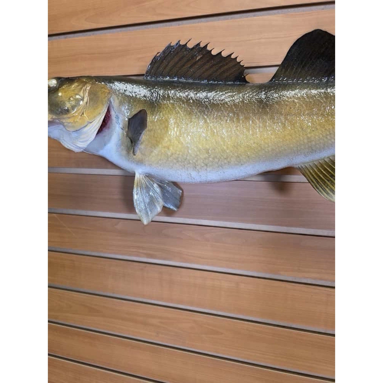 FHCM32 - Real Skin 24” Walleye Fish Taxidermy Wall Mount