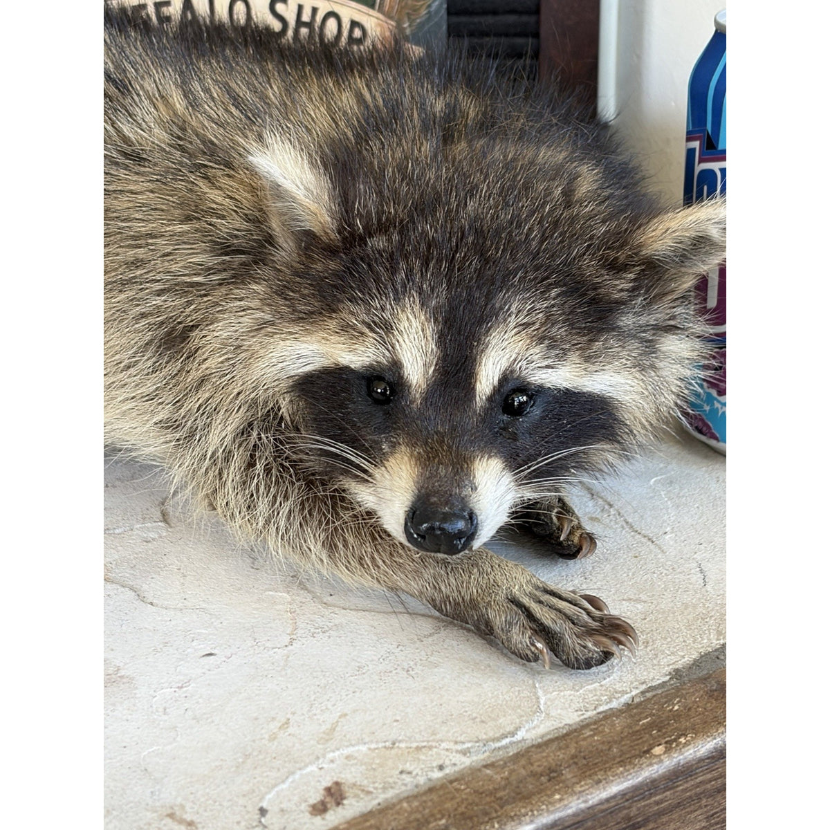 FHWL230 - baby Raccoon Taxidermy Mount