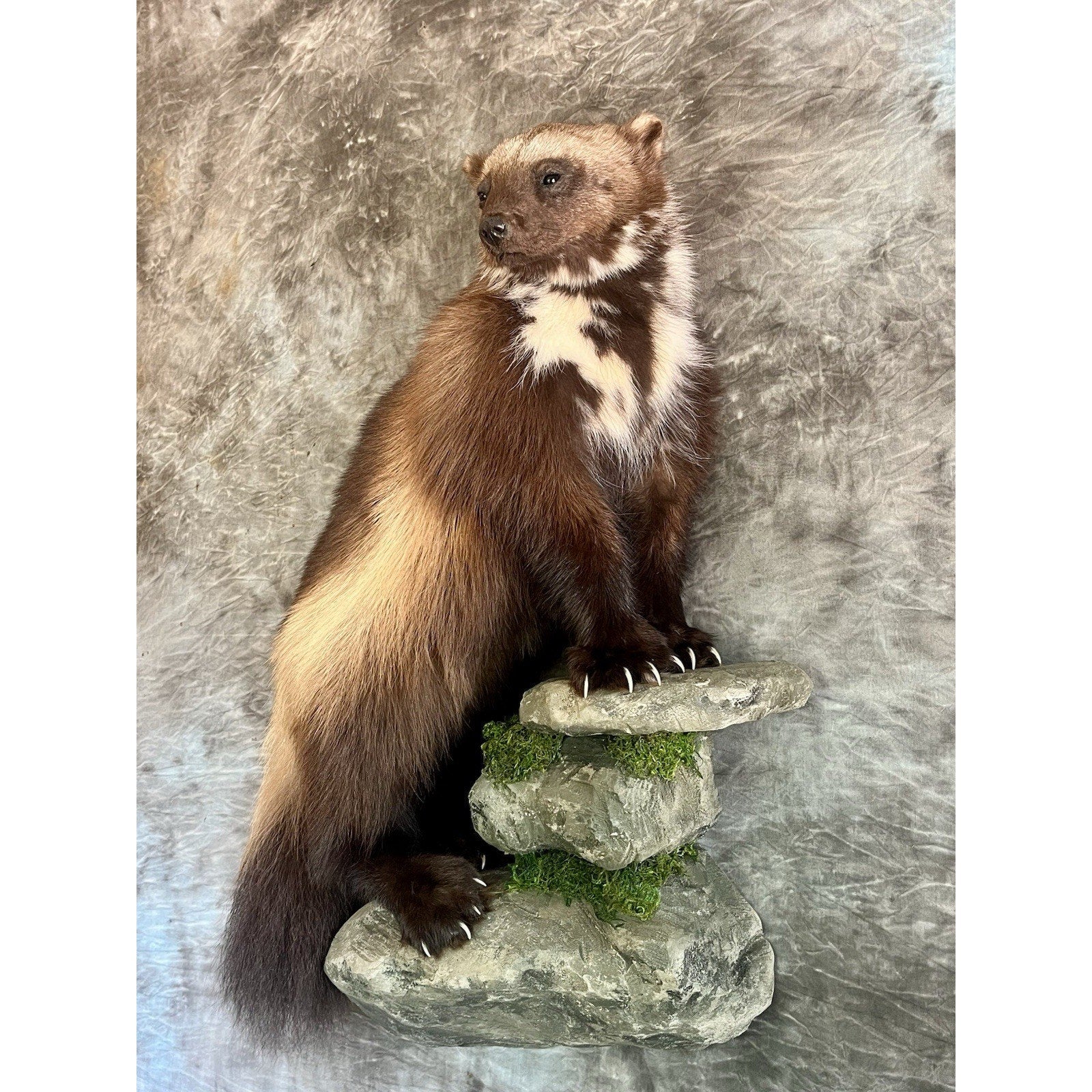FHWOLV46-Beautiful Real Alaskan Wolverine Prime Fur Taxidermy Mount
