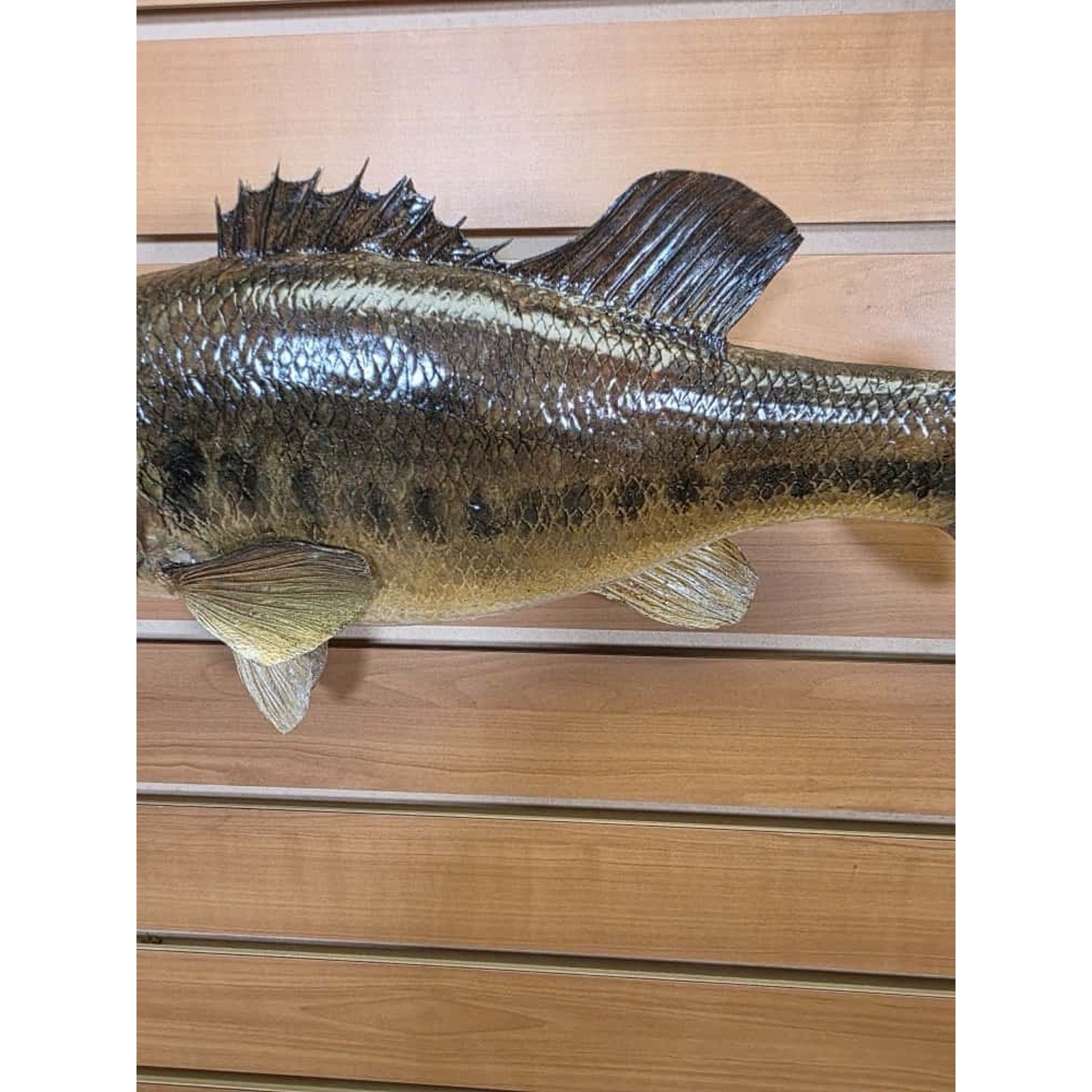 JTV205 - bass 17 1/2” Real Skin Fish Taxidermy Mount