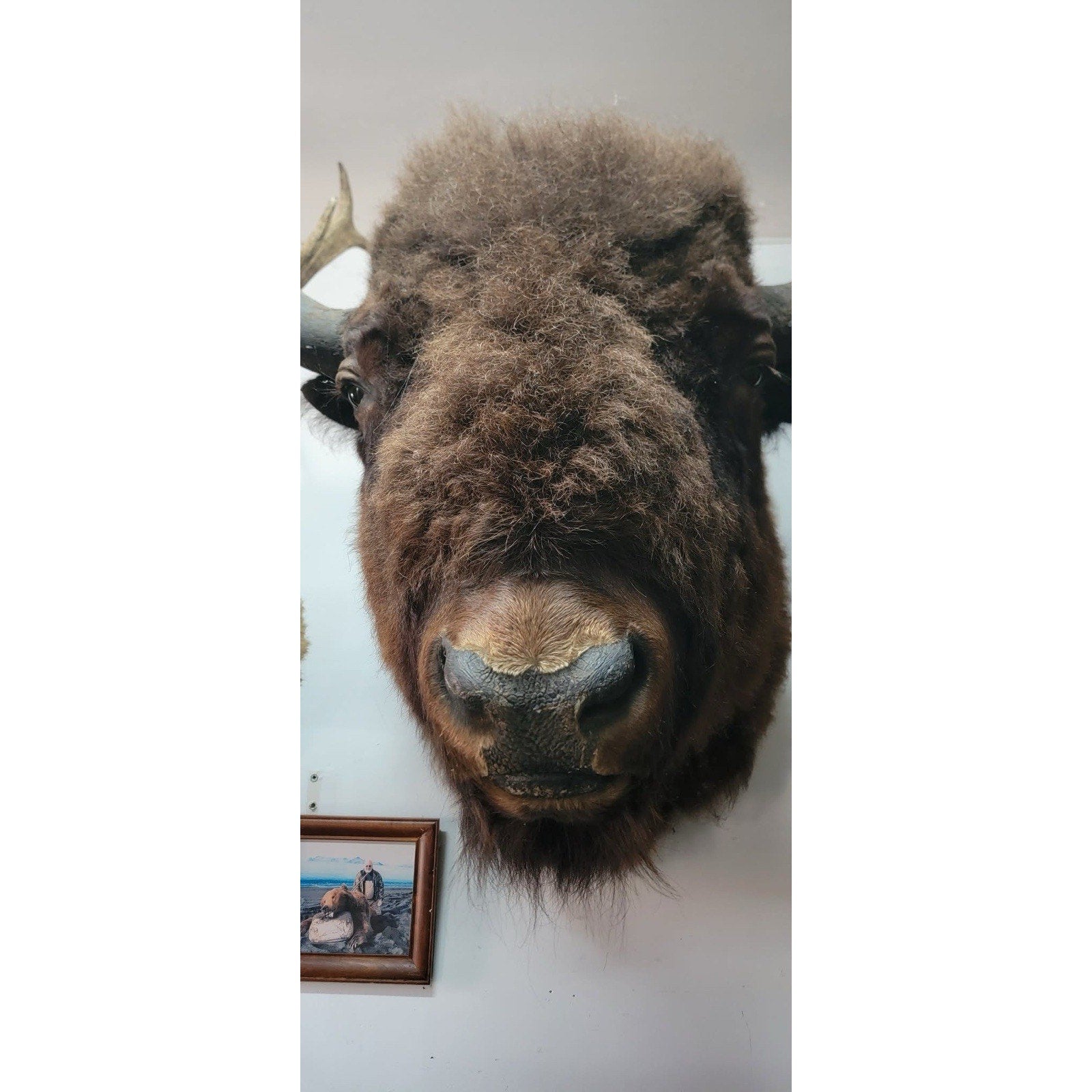 FHFB1 - Massive Buffalo Bison Taxidermy Shoulder mount Bull