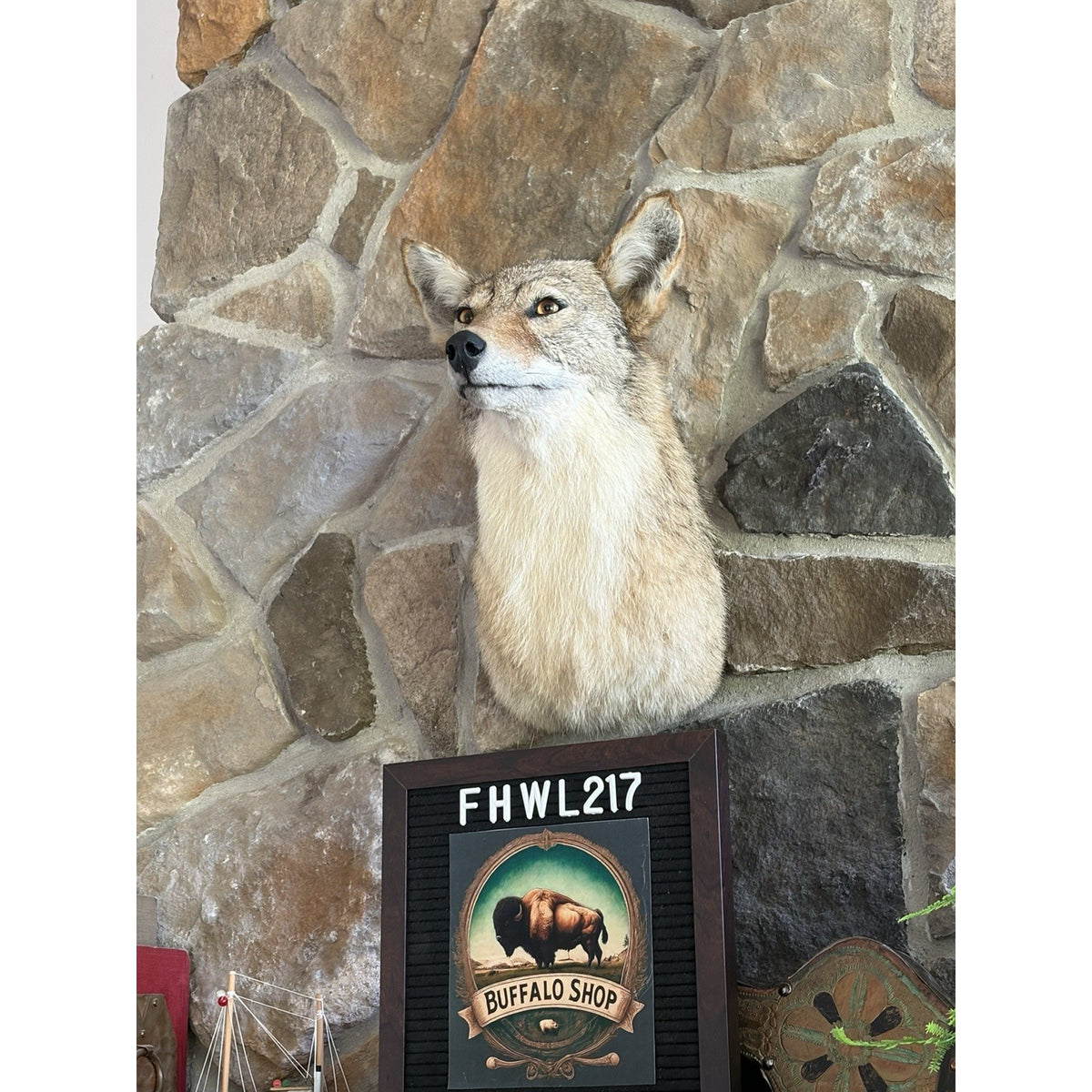 FHWL217 - Coyote Shoulder Museum Quality mount Taxidermy