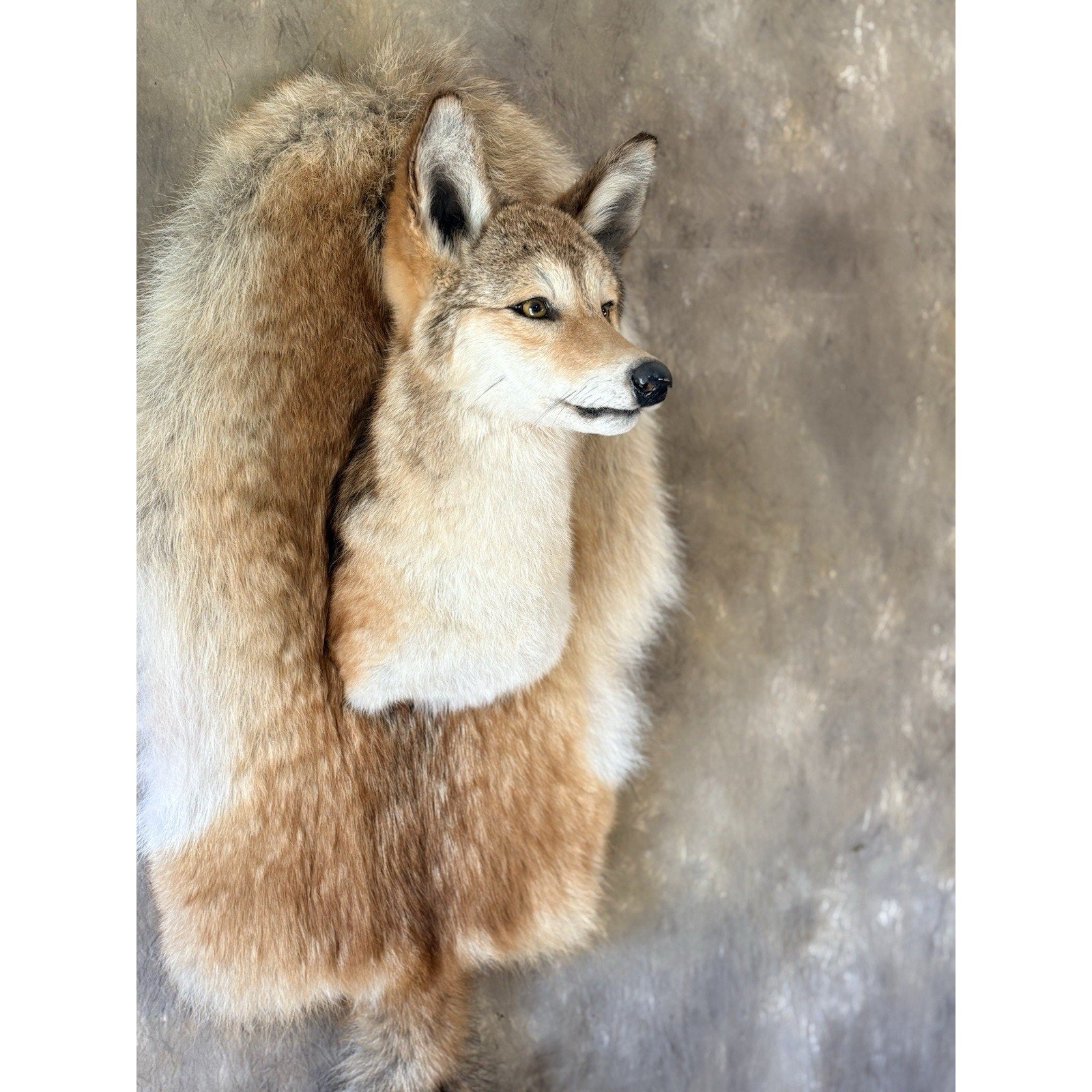 FHB30 - Coyote Wall Museum Quality mount Taxidermy