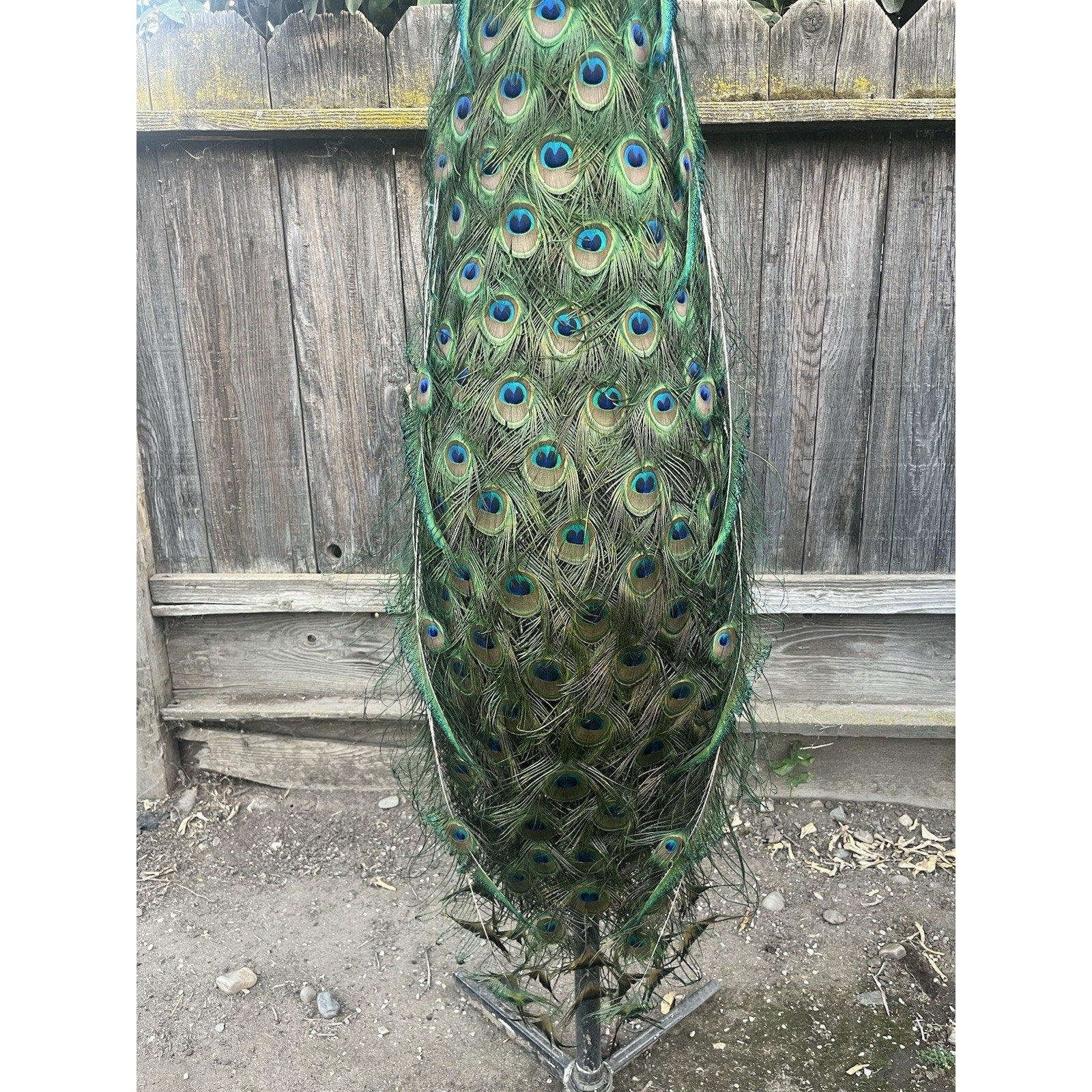 FHJOEL333-Real Java PEACOCK Taxidermy Mount museum quality