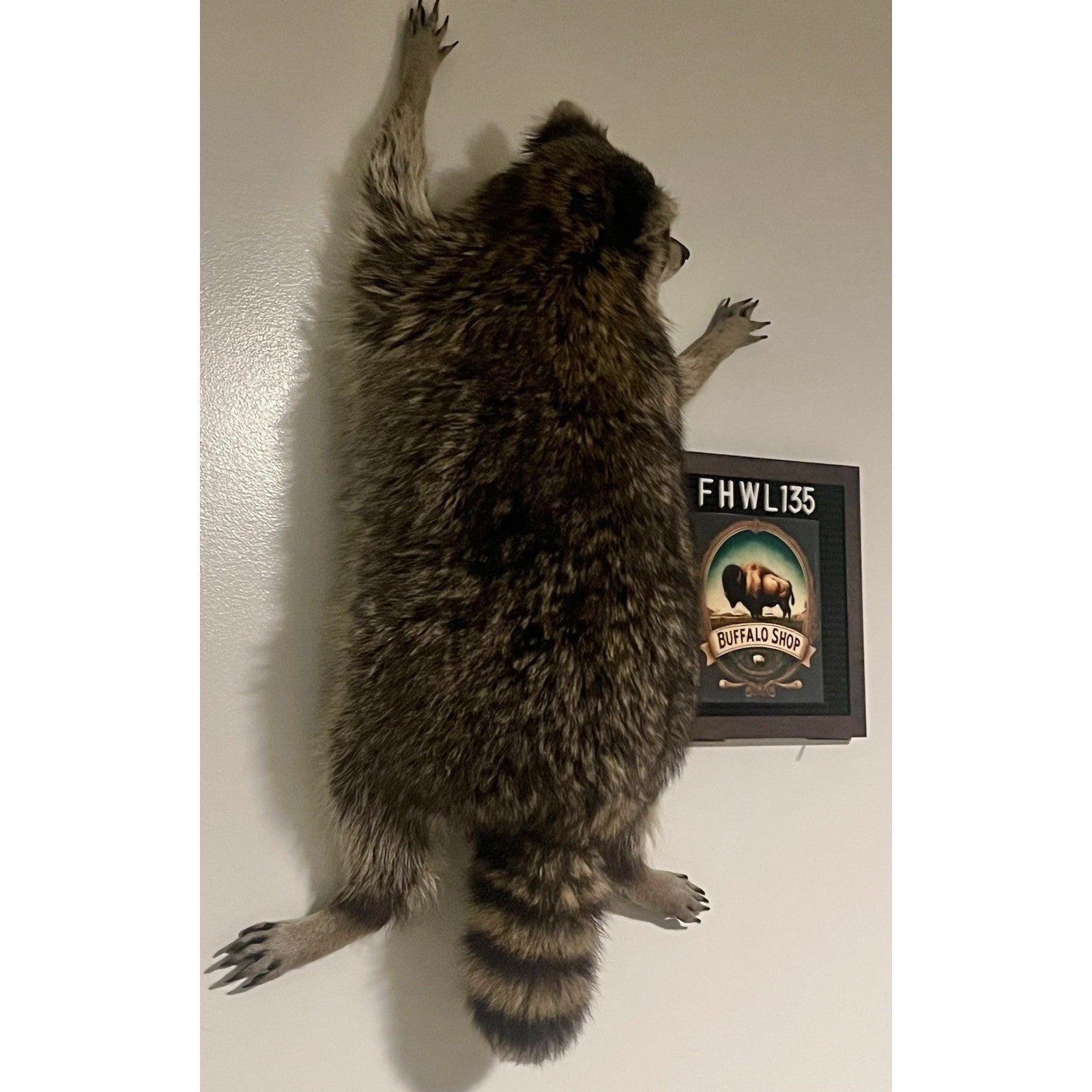 FHWL135 - Fat Raccoon Taxidermy Mount
