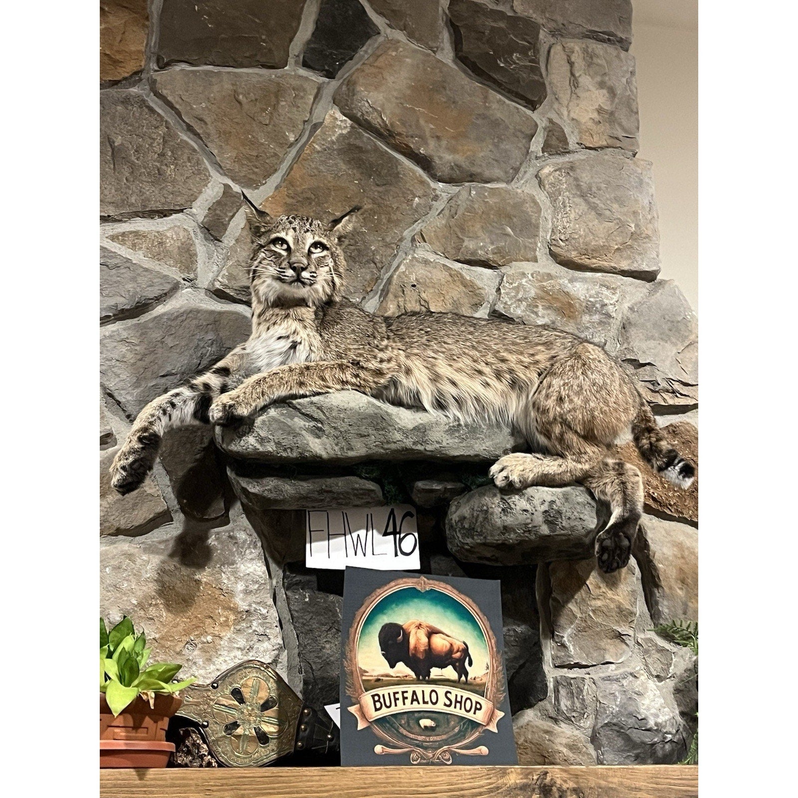FHWL46 - Bobcat Taxidermy Full Body Mount