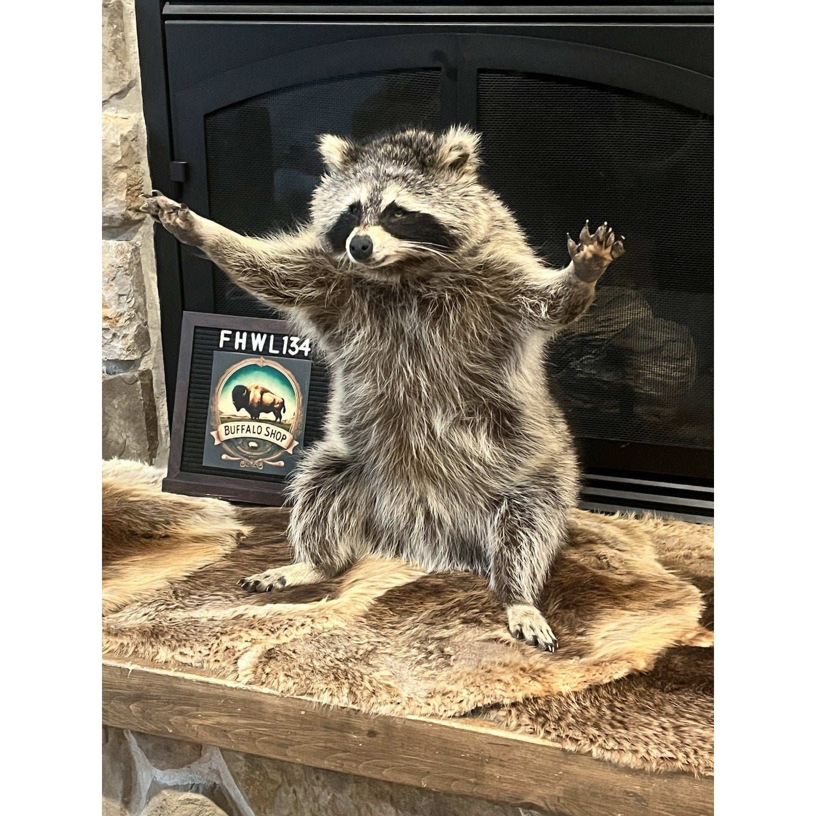 FHWL134 - Fat Raccoon Taxidermy Mount