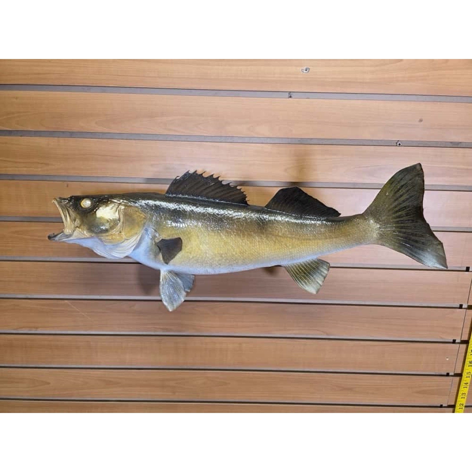 FHCM32 - Real Skin 24” Walleye Fish Taxidermy Wall Mount