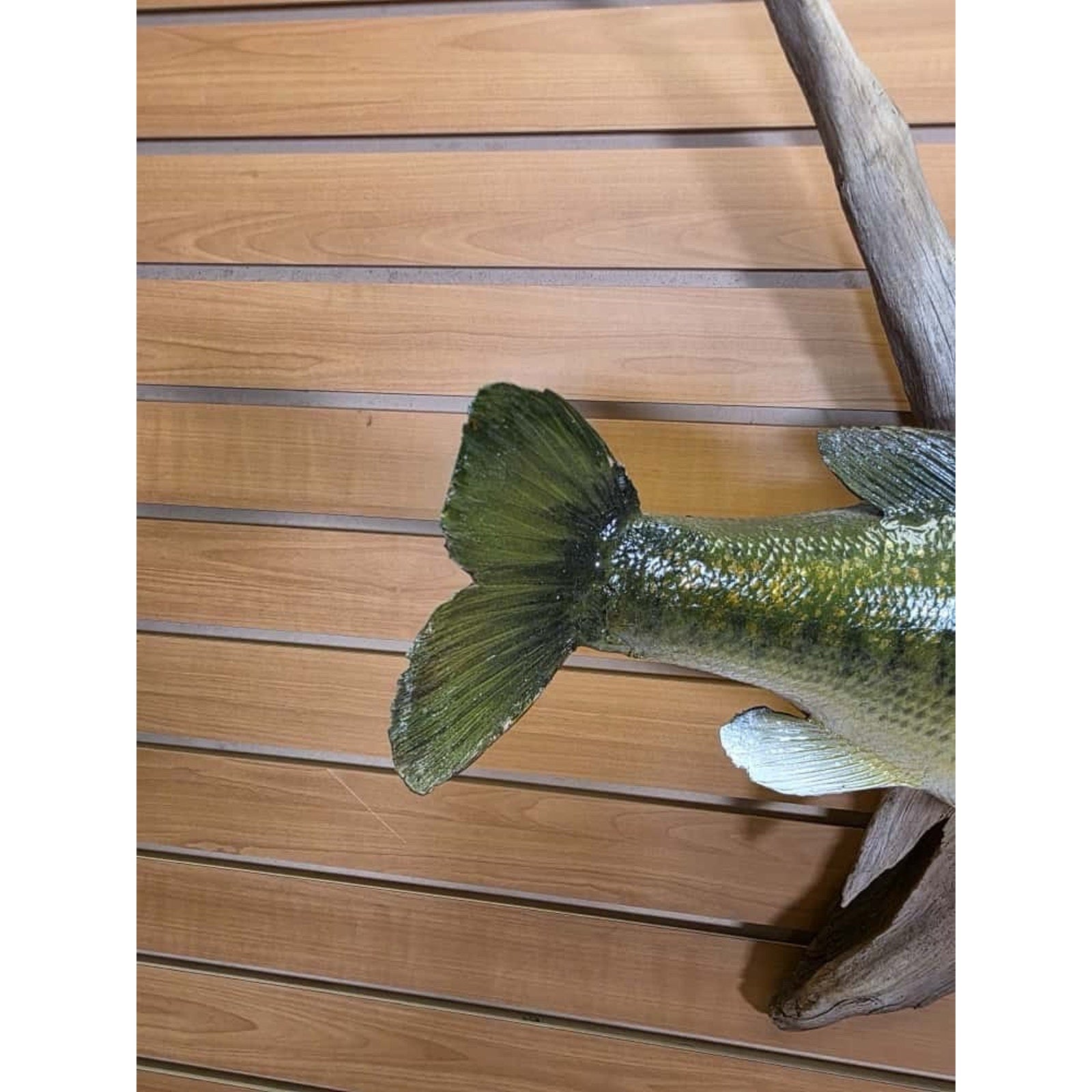 FHCM33 - Real Skin 20” Largemouth Bass Fish Taxidermy