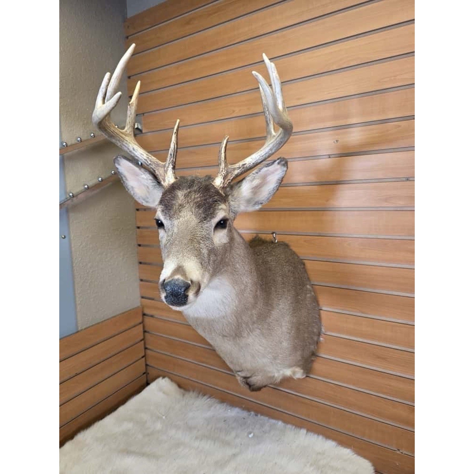 FHMN8 - Whitetail Deer Real Antler Deer Taxidermy Mount