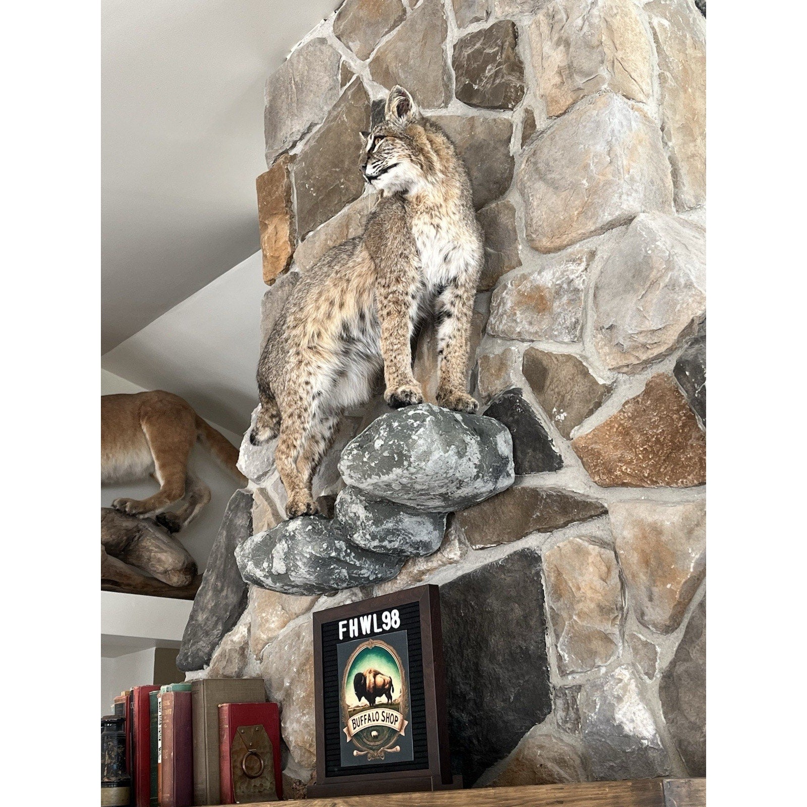 FHWL98 - Bobcat Taxidermy Full Body Mount
