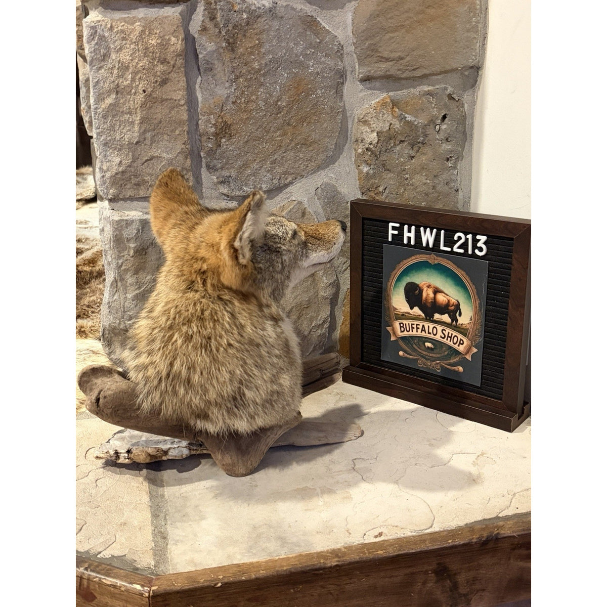 FHWL213 - Coyote Shoulder Museum Quality mount Taxidermy