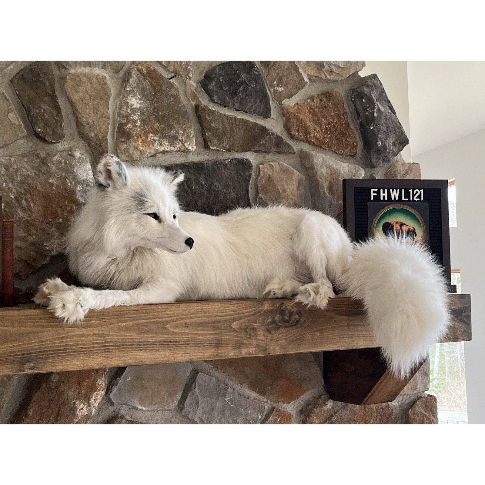FHWL121 - White Ranch Fox Taxidermy Full Body Mount