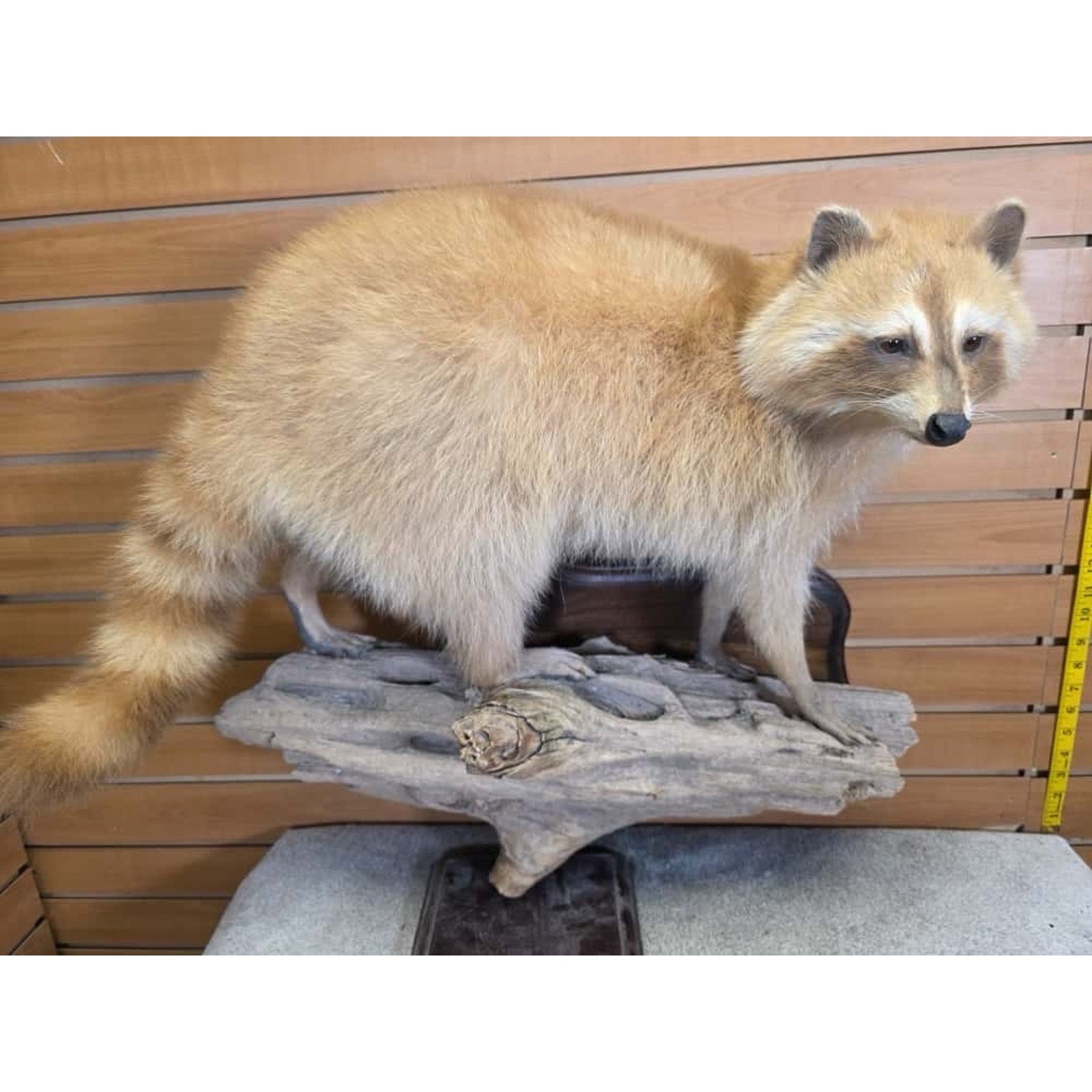 FHCM26 - Museum Quality Blonde Raccoon Taxidermy Mount