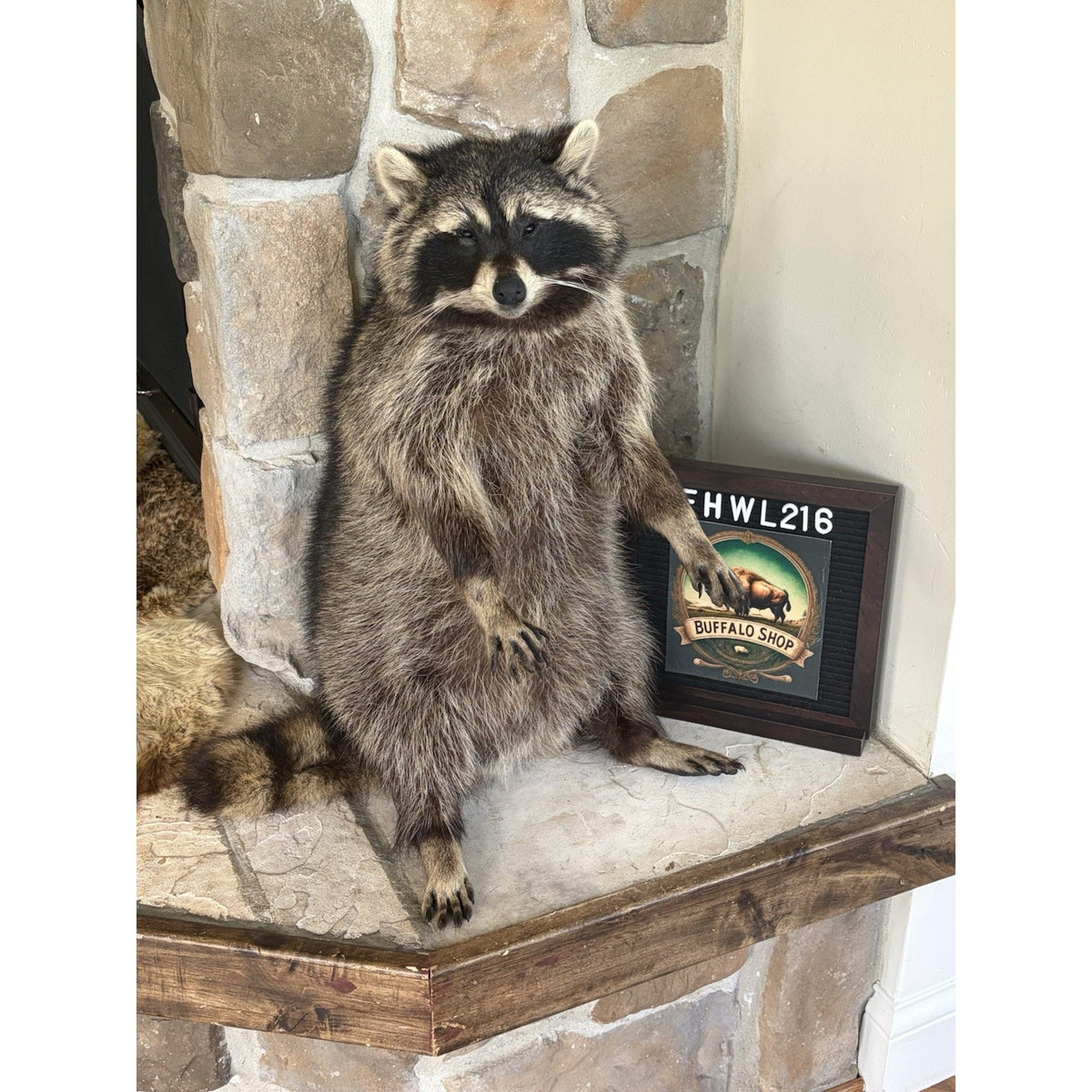 FHWL216 -premium Fat Raccoon Taxidermy Mount