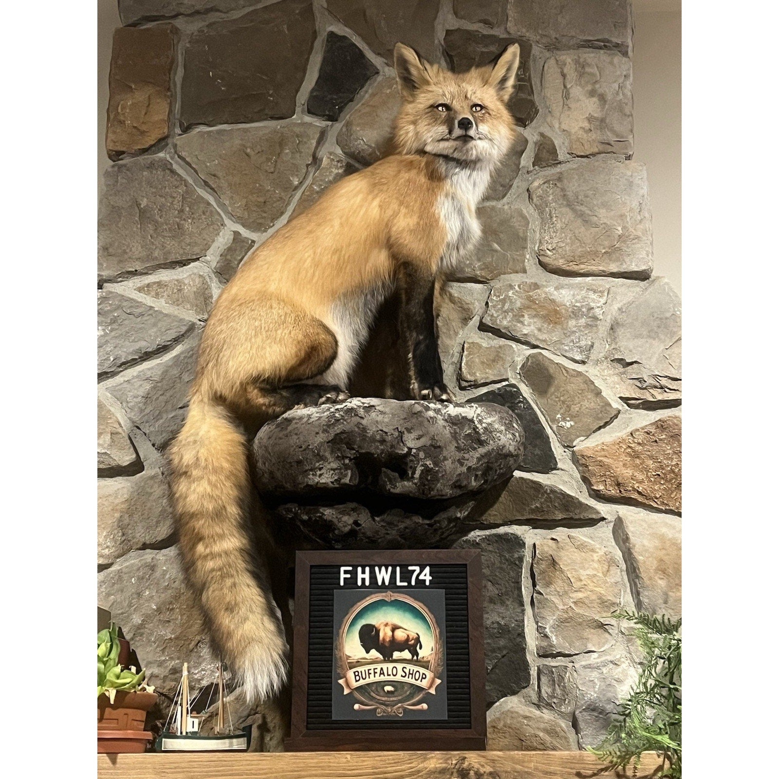FHWL74 - Museum Quality Red Fox Taxidermy mount