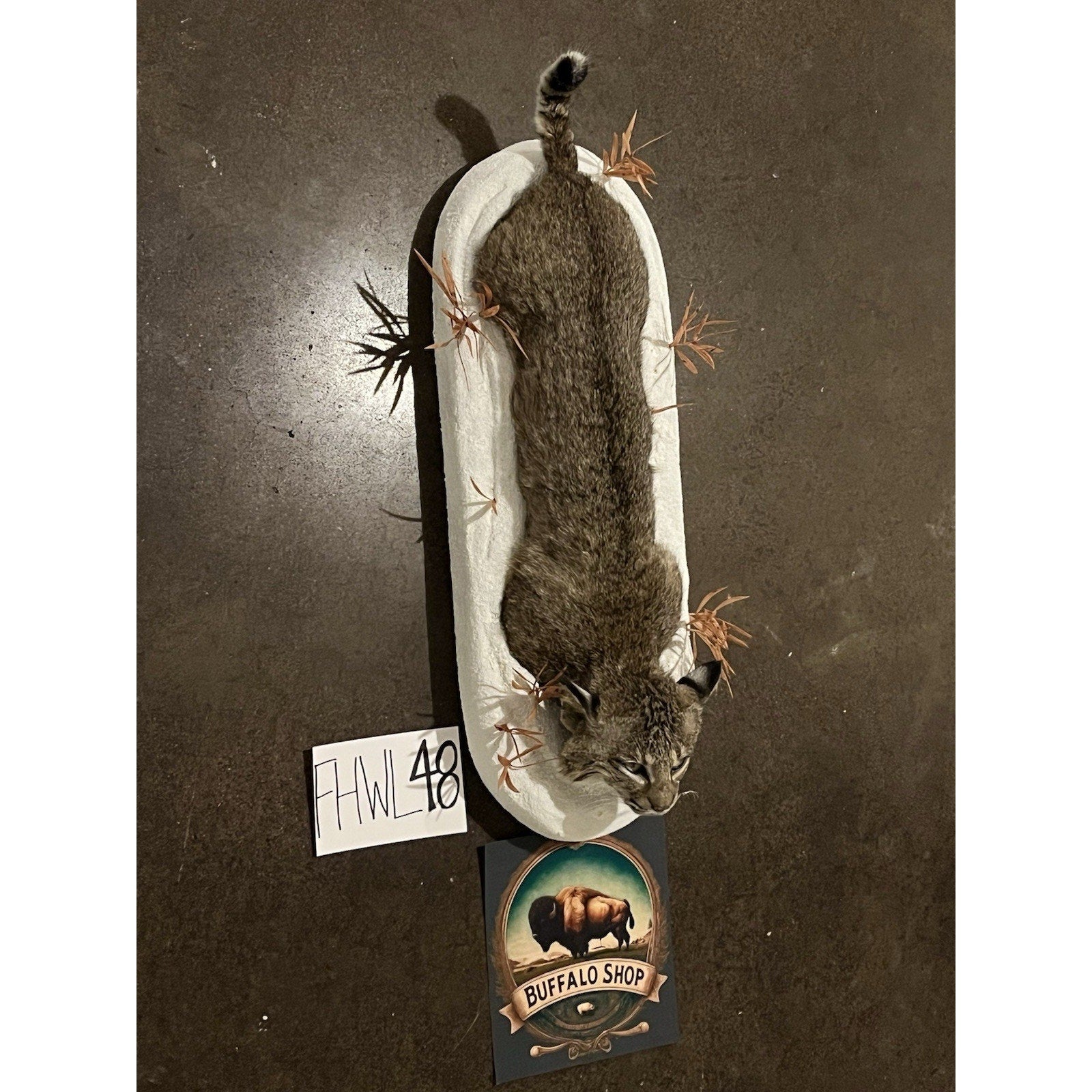FHWL48 - Bobcat Taxidermy Full Body Mount In Snow.