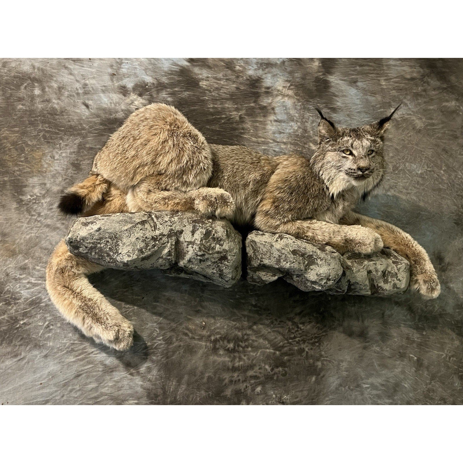 FHWL33 - Alaskan Lynx Taxidermy Full Body Mount Prime Fur
