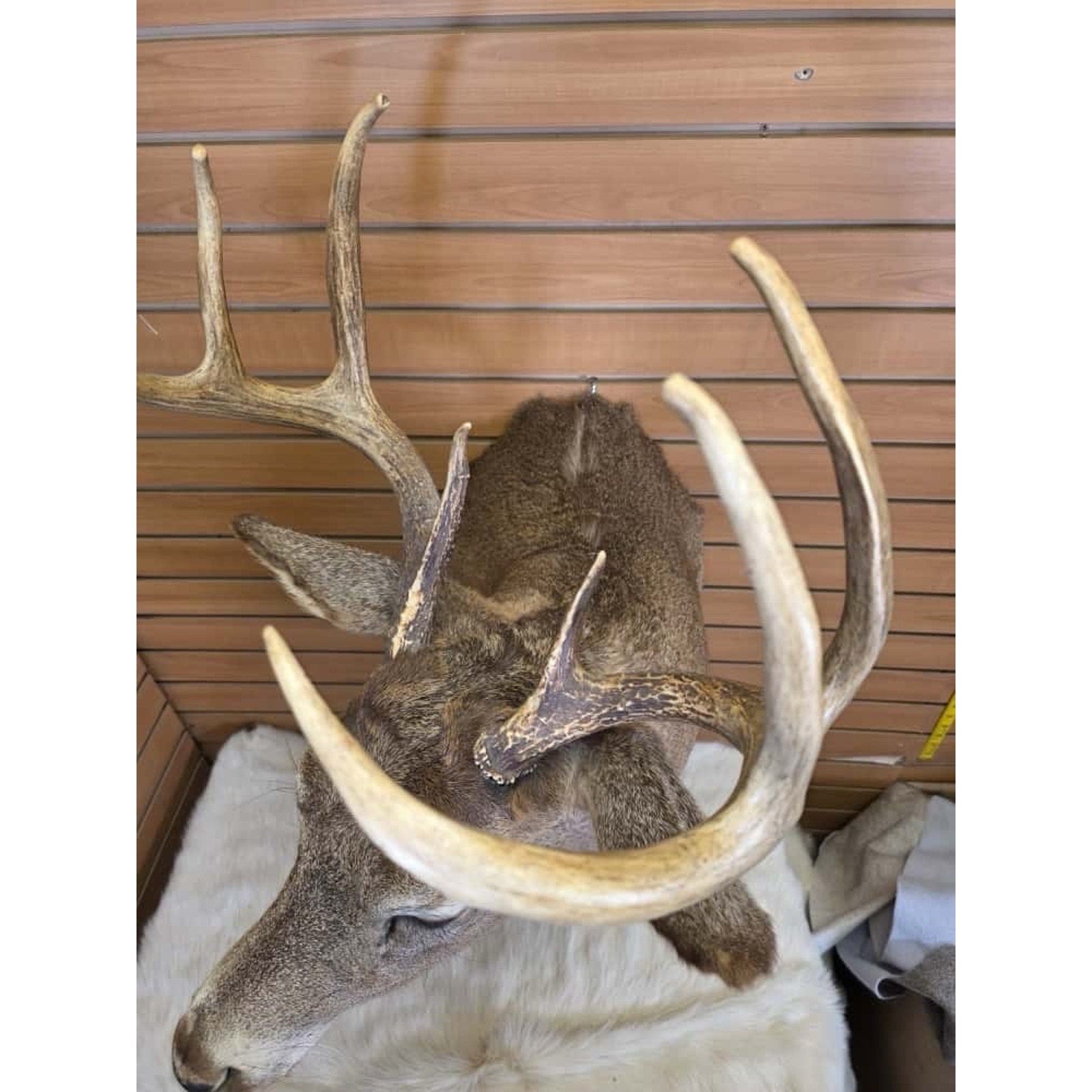 FHMN9 - Whitetail Deer Real Antler Deer Taxidermy Mount