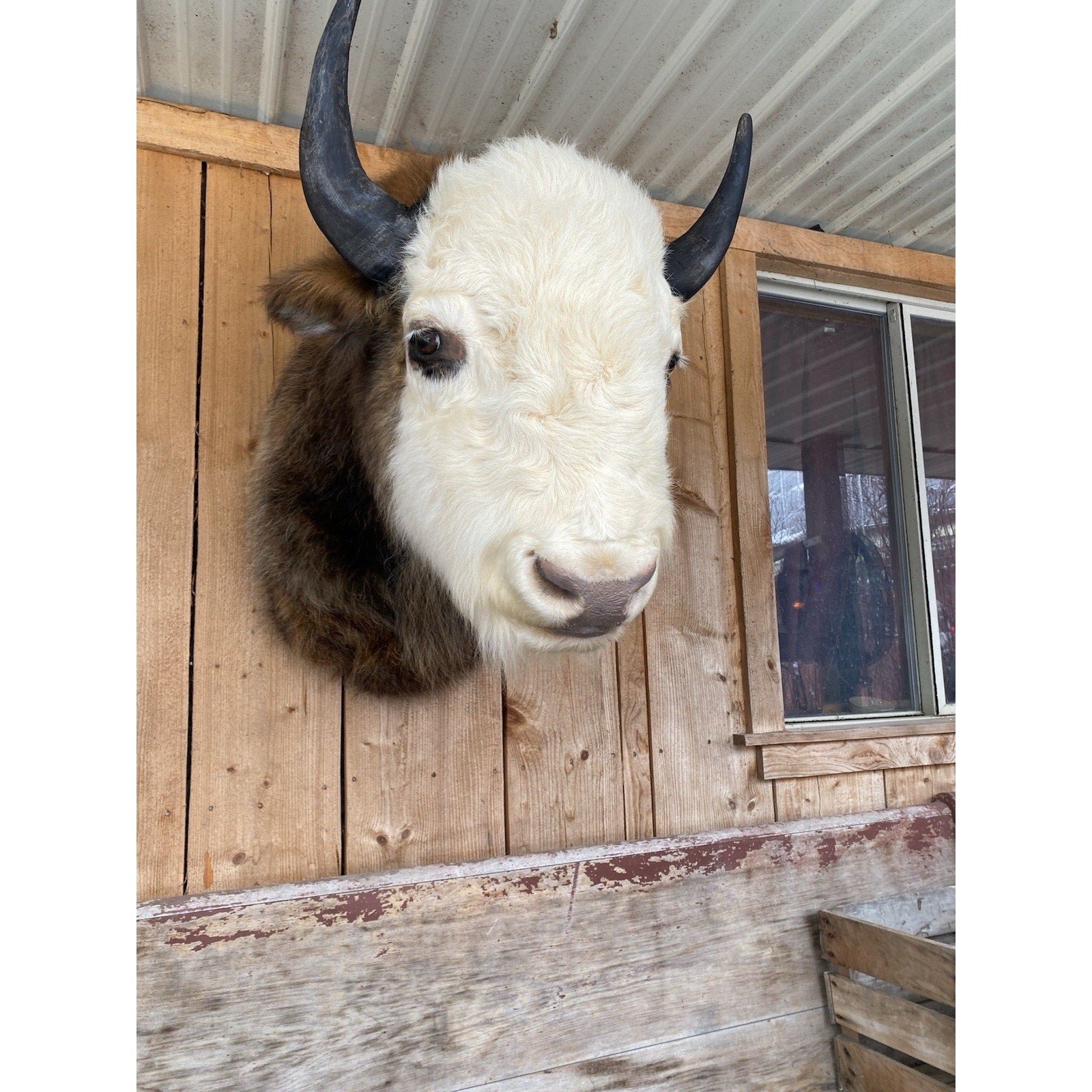 FHDAR43- Rare Sacred White-faced Buffalo Bison Taxidermy Shoulder mount