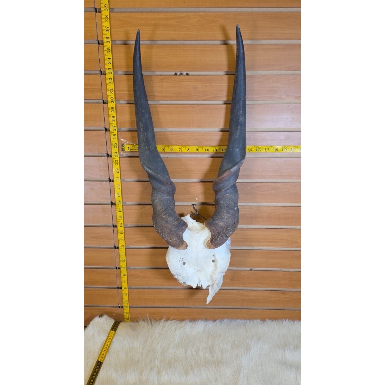 JF10- Eland Real Skull Taxidermy