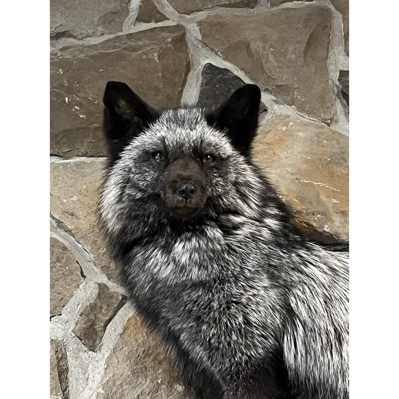 FHWL3 - Massive Silver Fox Taxidermy Full Body Mount