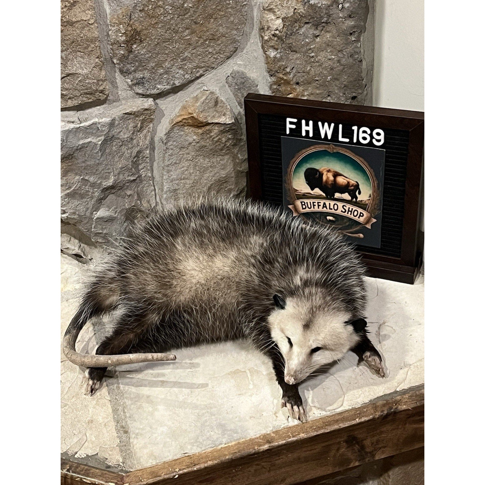 FHWL169 - Fat Opossum Taxidermy Full Body Mount