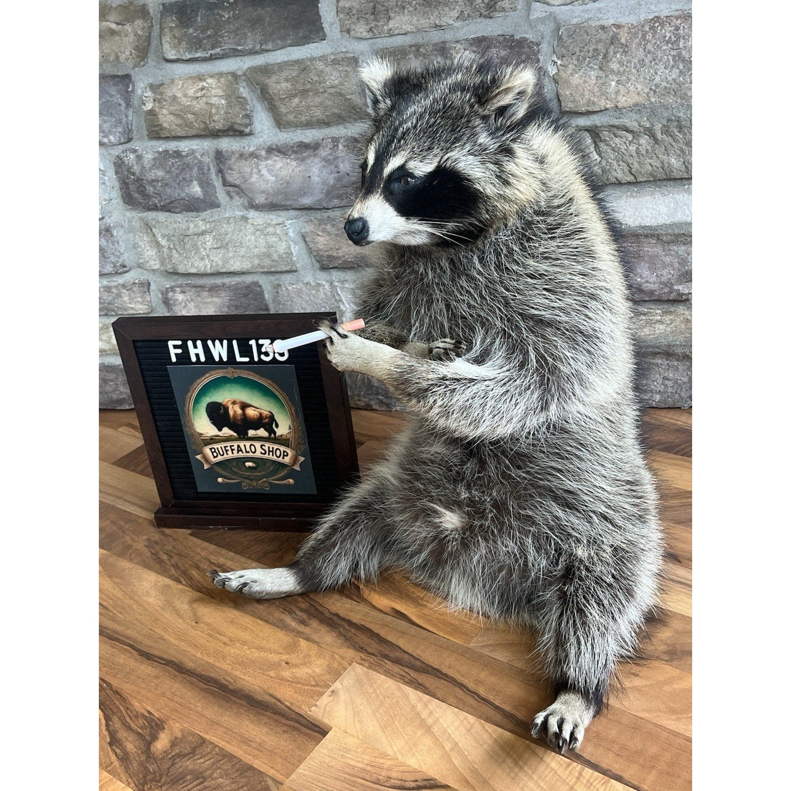 FHWL139 - Smoking Fat Raccoon Taxidermy Mount