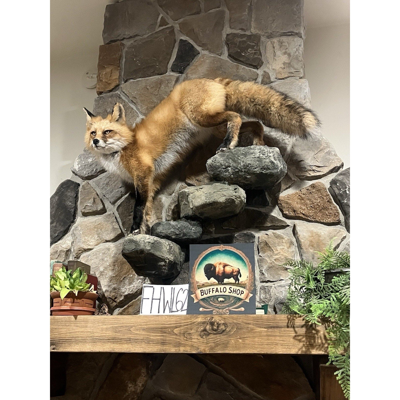 FHWL62 - Red Fox Taxidermy Full Body Mount