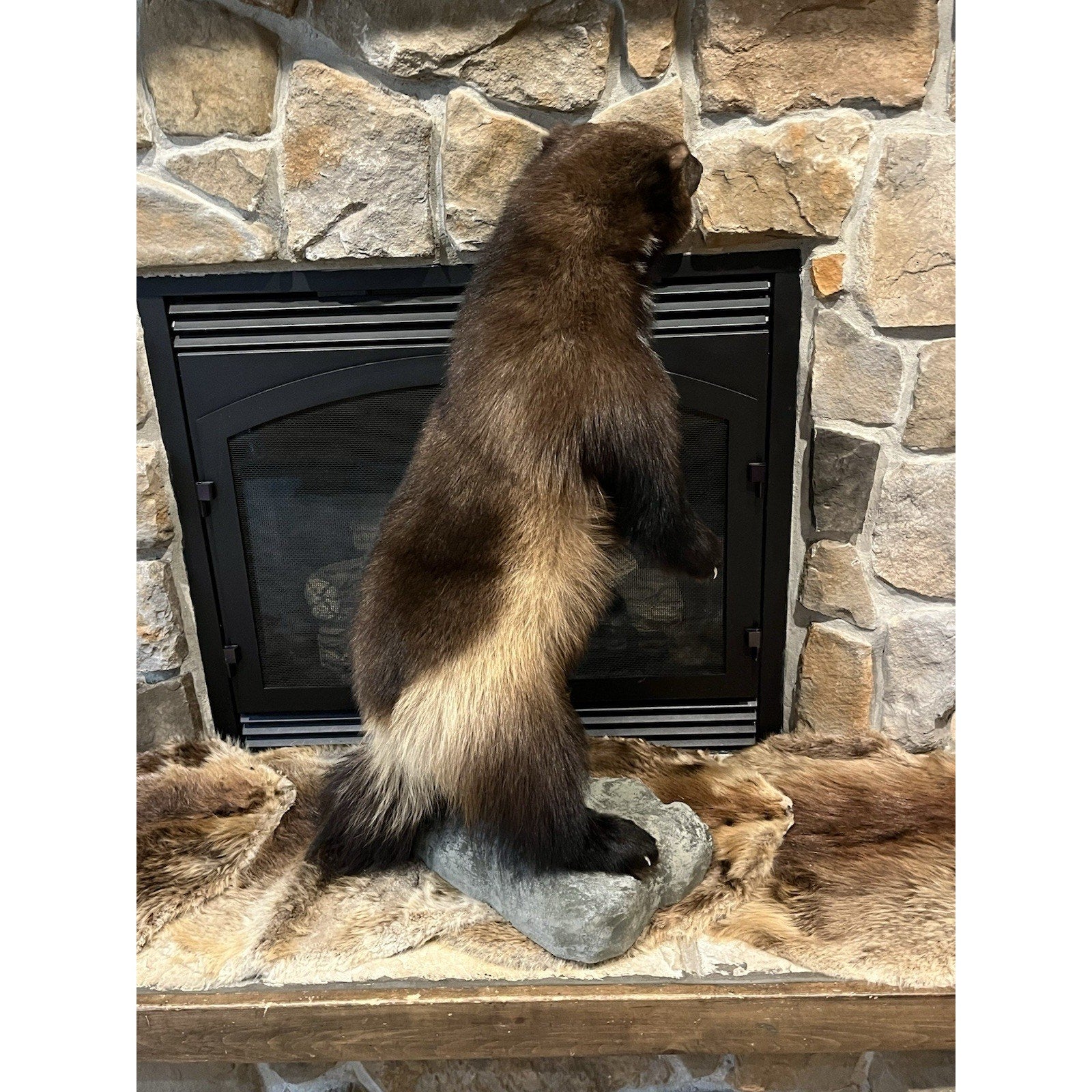 FHWL23-Beautiful Real Alaskan Wolverine Prime Fur Taxidermy Mount