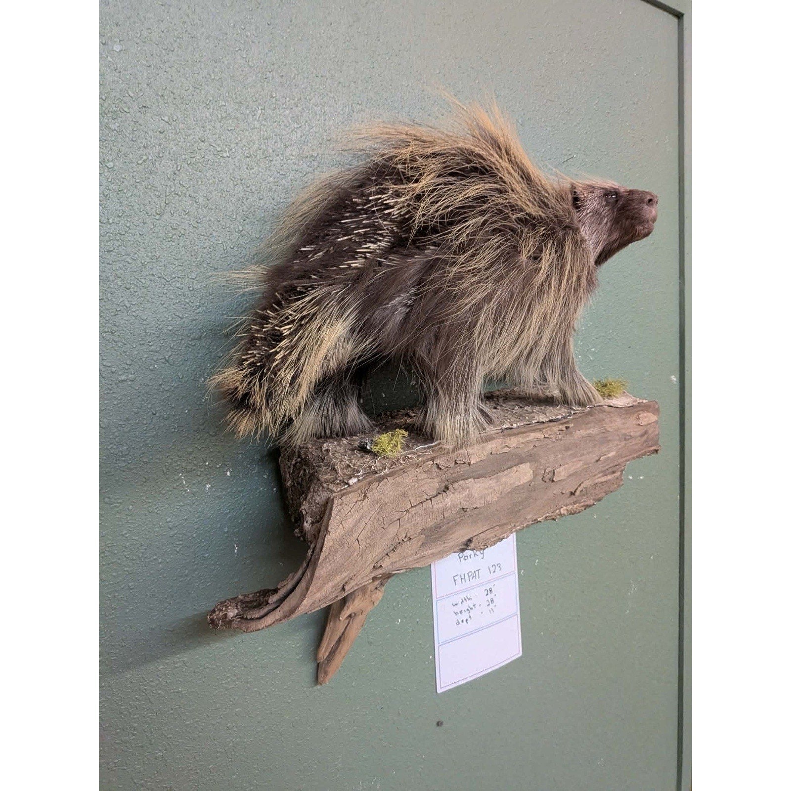 FHPAT123 - Beautiful Montana Prime Winter Porcupine Taxidermy Mount