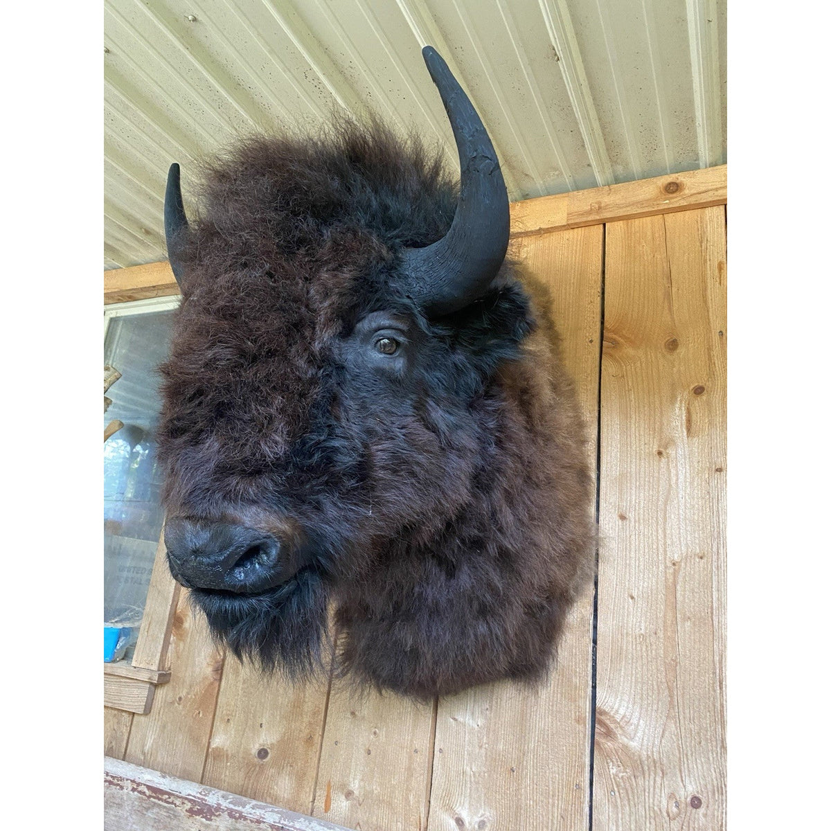 FHDAR600 - American Bison Buffalo Shoulder Mount Taxidermy
