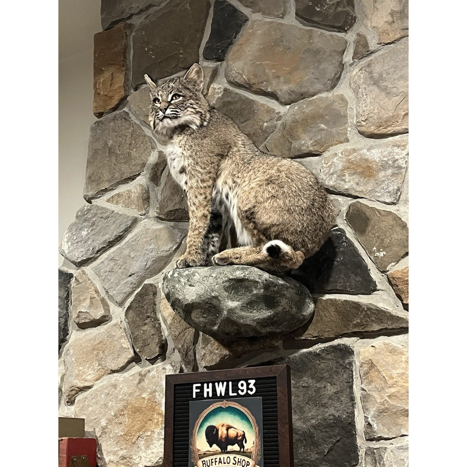 FHWL93 - Bobcat Taxidermy Full Body Mount