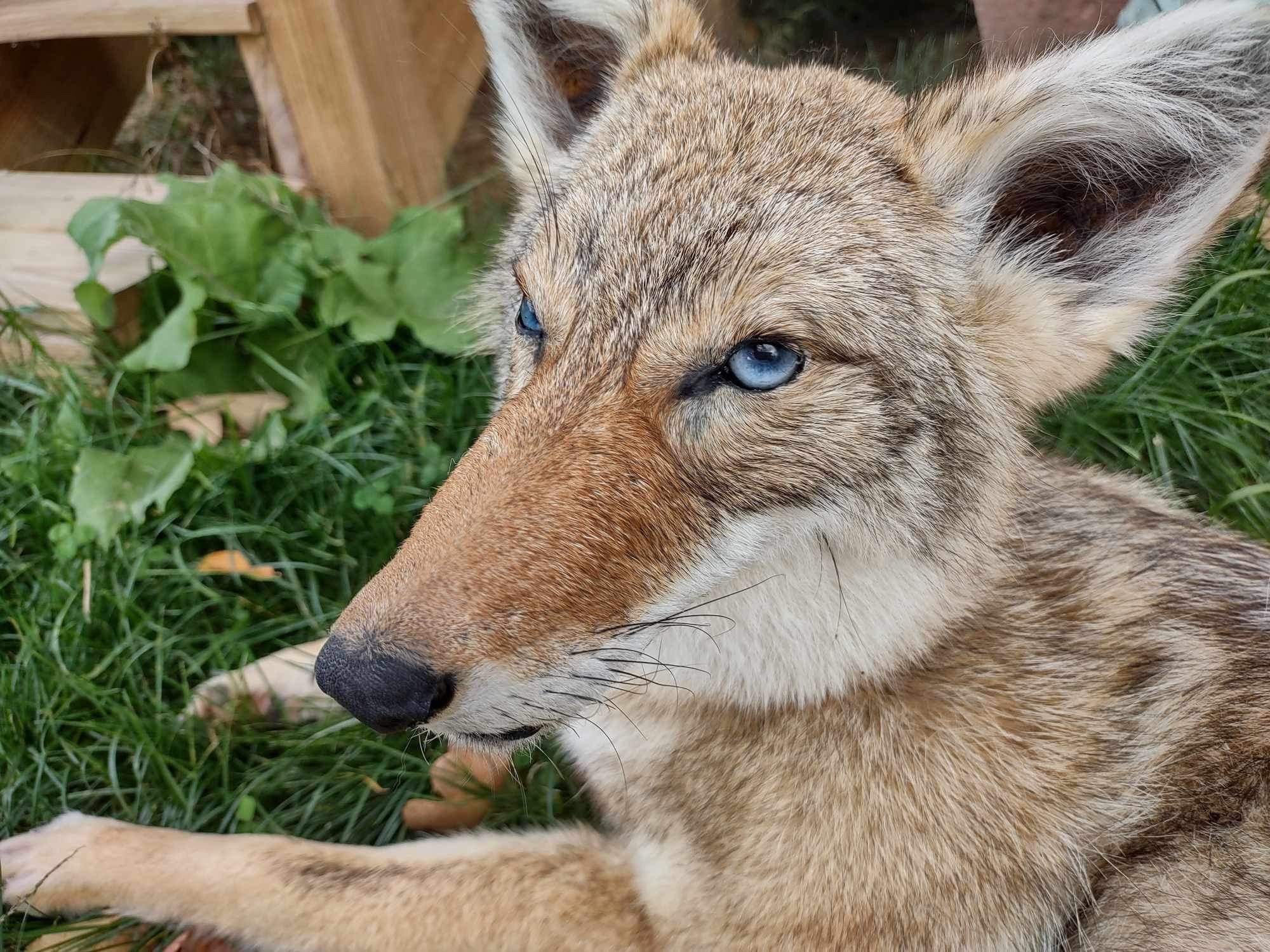 Coyote Taxidermy Custom Full Body Mount Home Camp Wall Decor Hunting Cabin