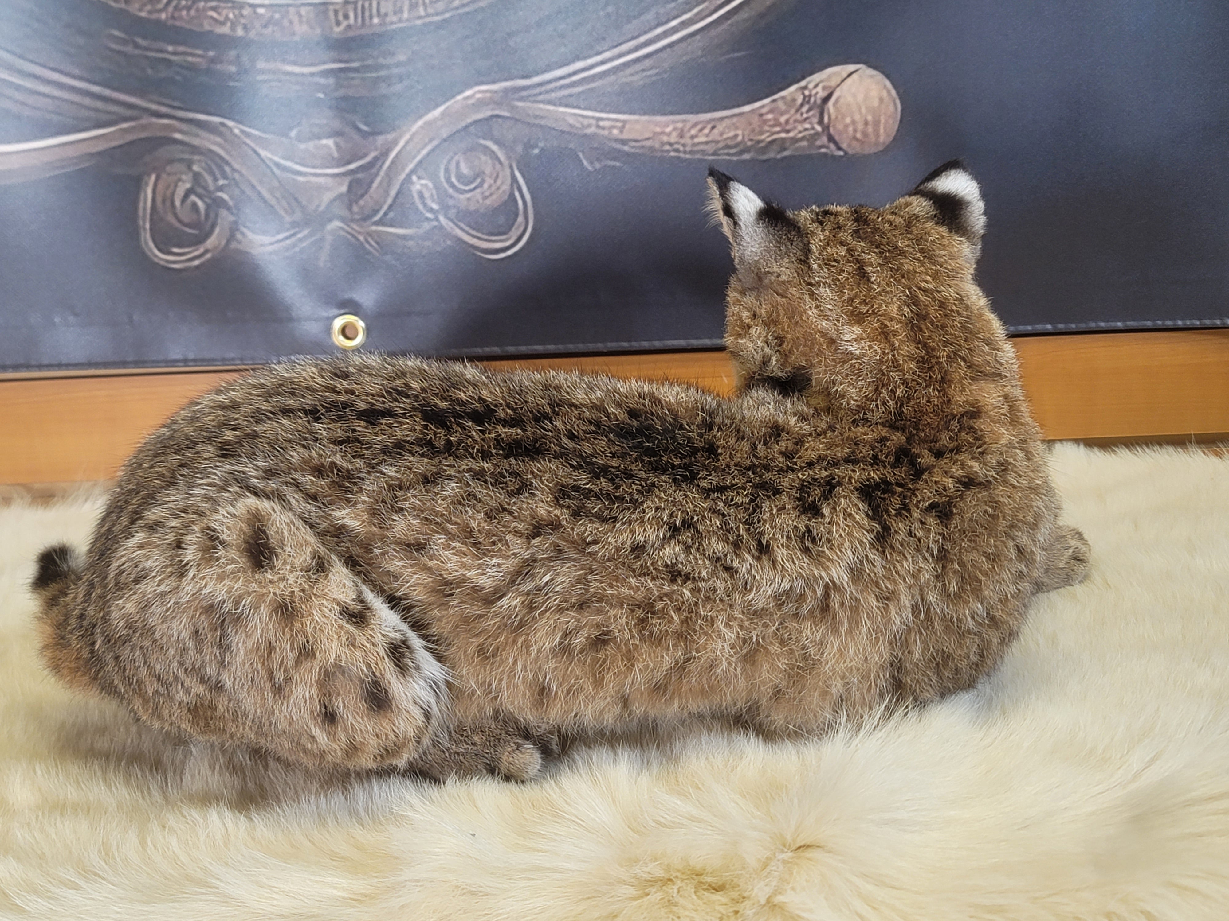 FHBOB300- Young Bobcat Taxidermy Mount