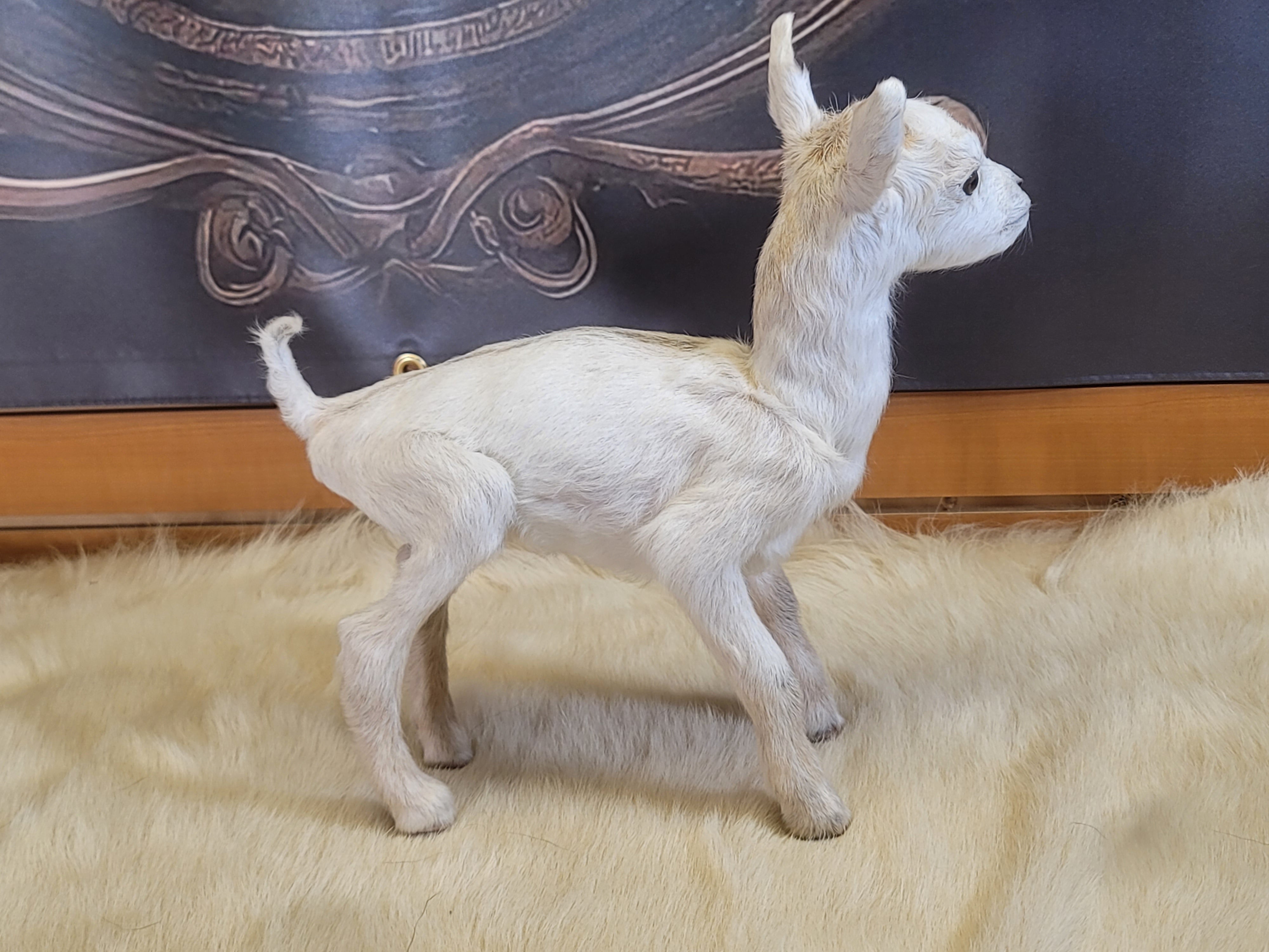 FHGOA305 - Baby Goat Taxidermy Mount