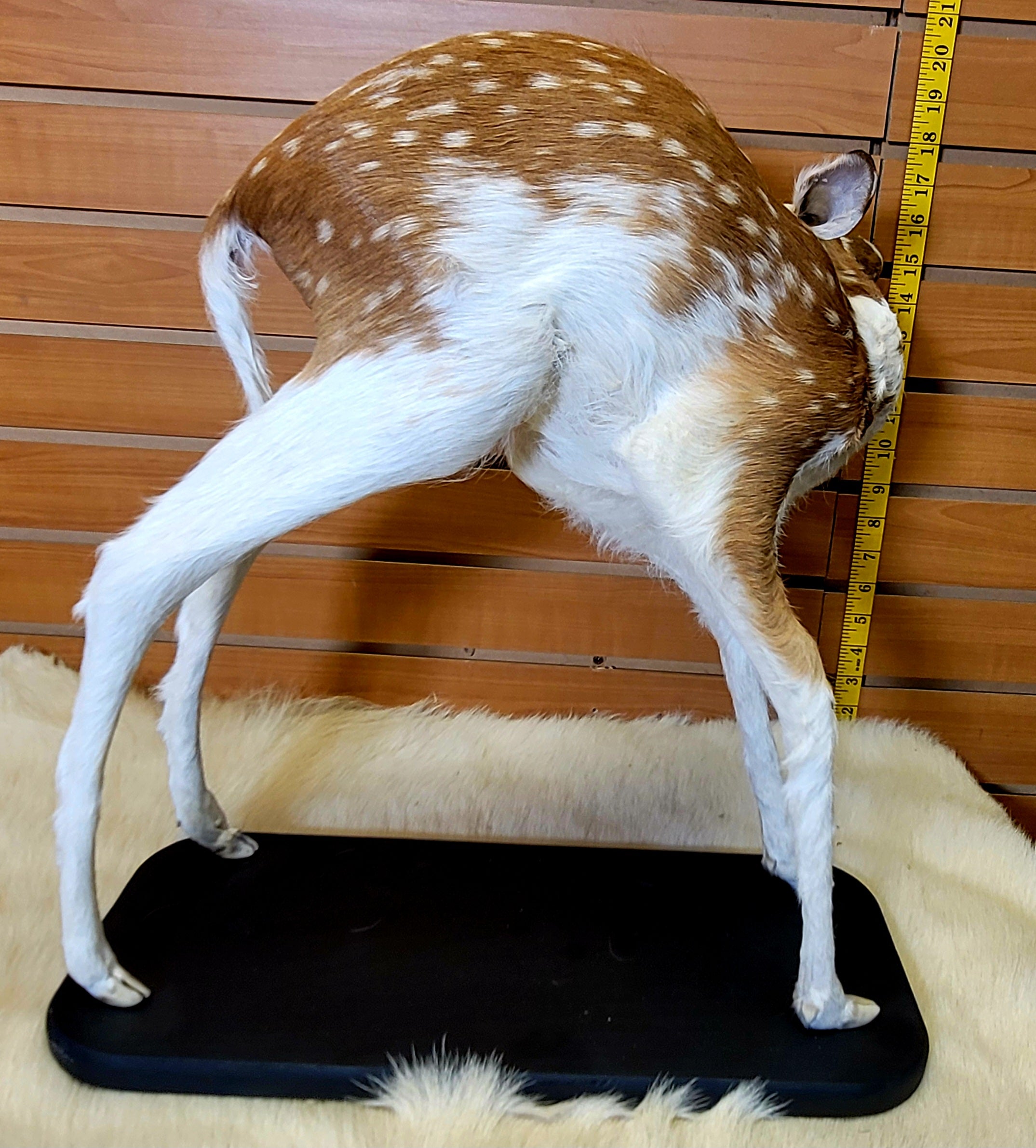 FHPBF300- Piebald Fawn Lifesize Taxidermy Mount