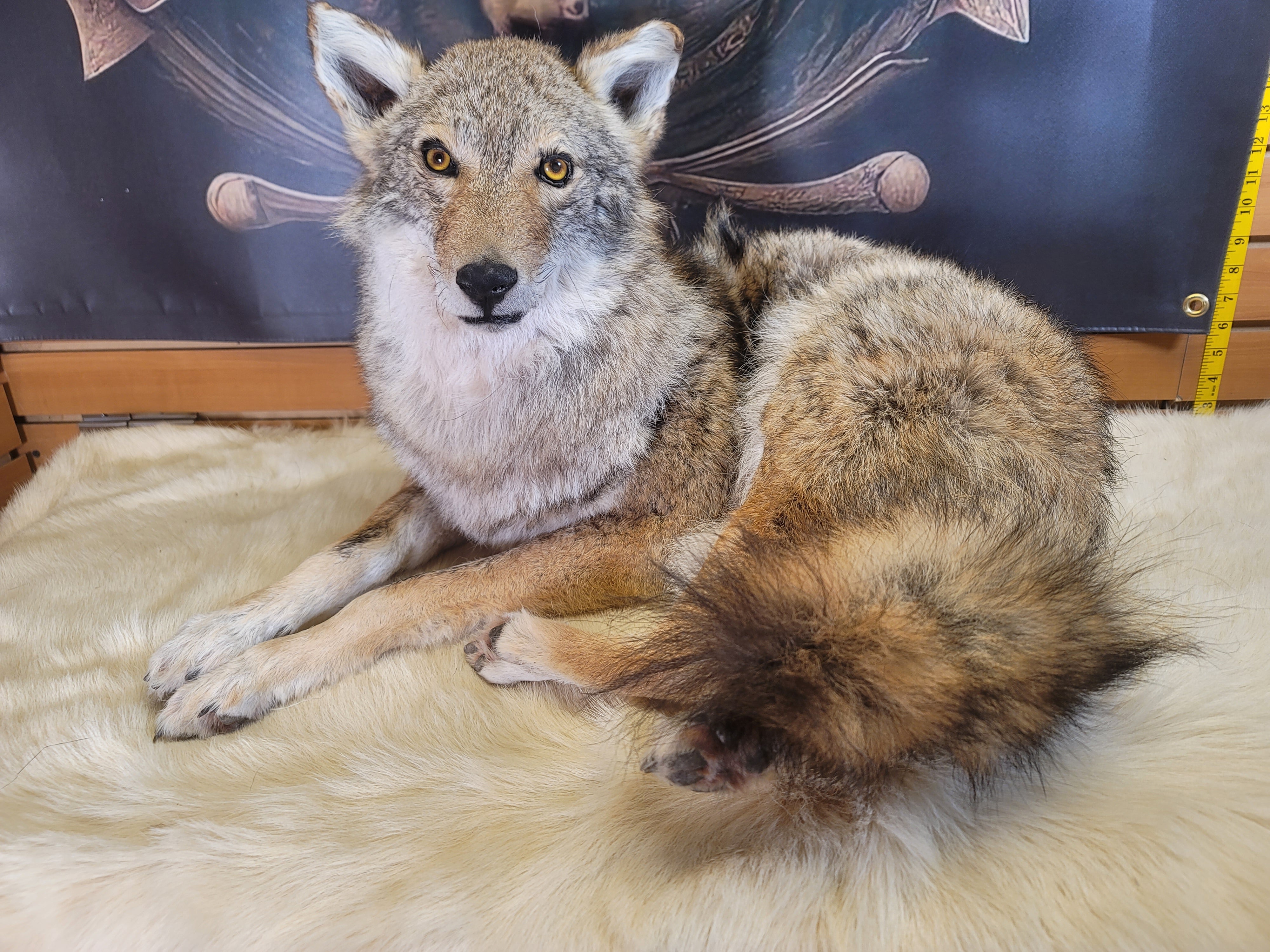 FHCOY303- Coyote Taxidermy Mount