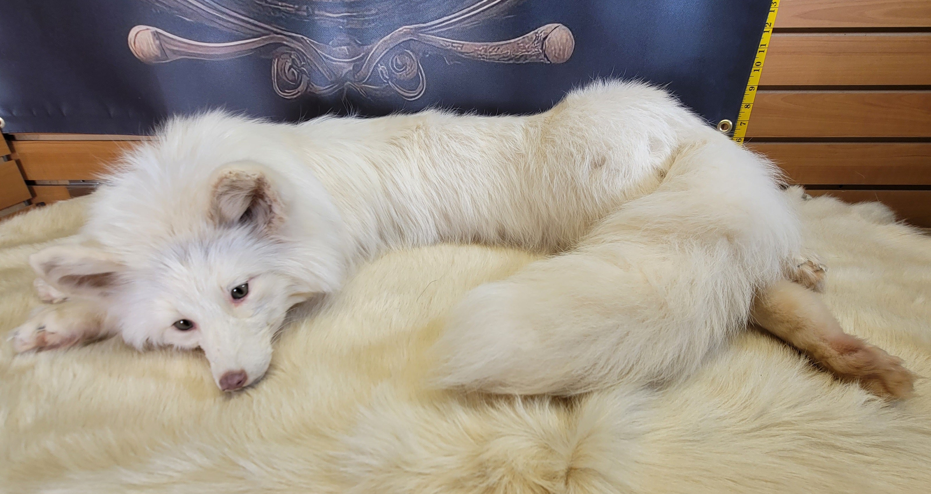 FH161-Stunning Soft -mount Albino Fox Taxidermy Brand New