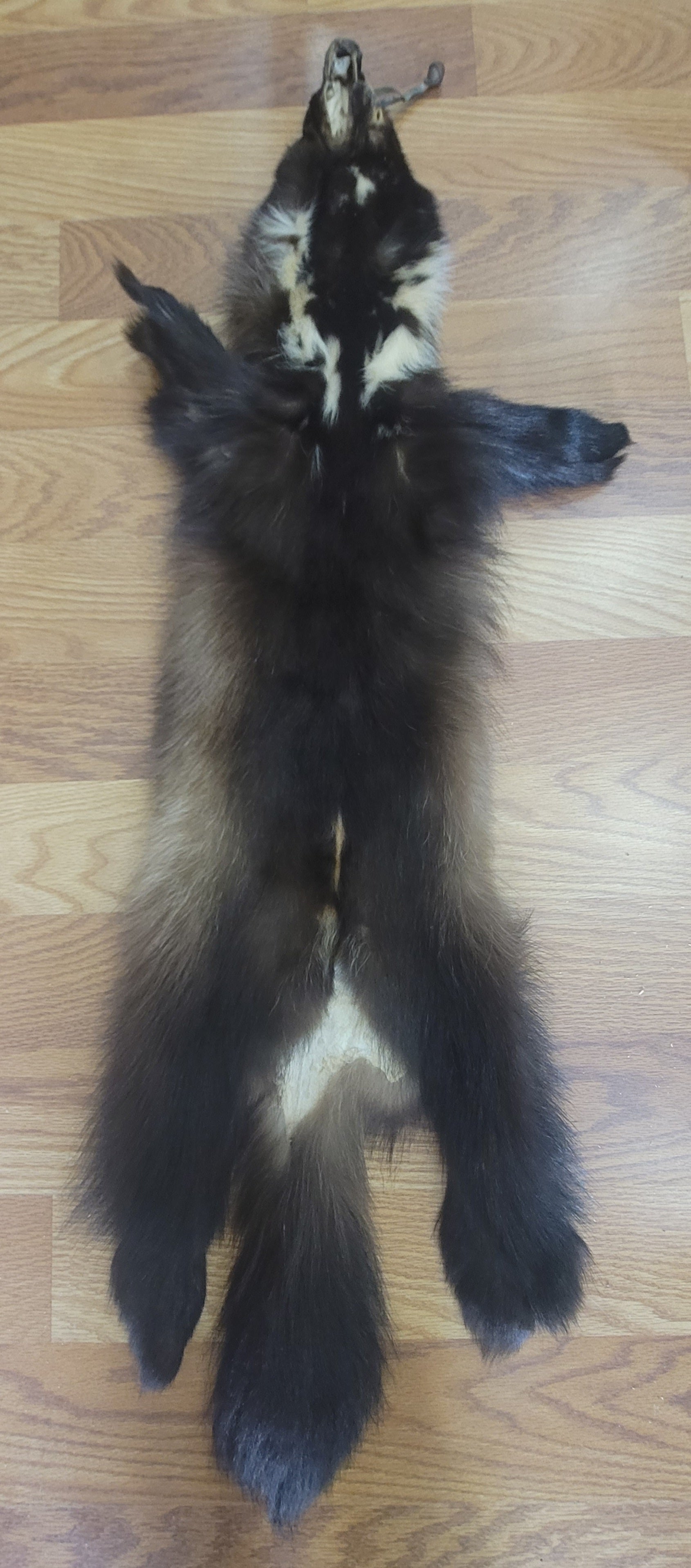 FHWVL300 - Wolverine Pelt Taxidermy