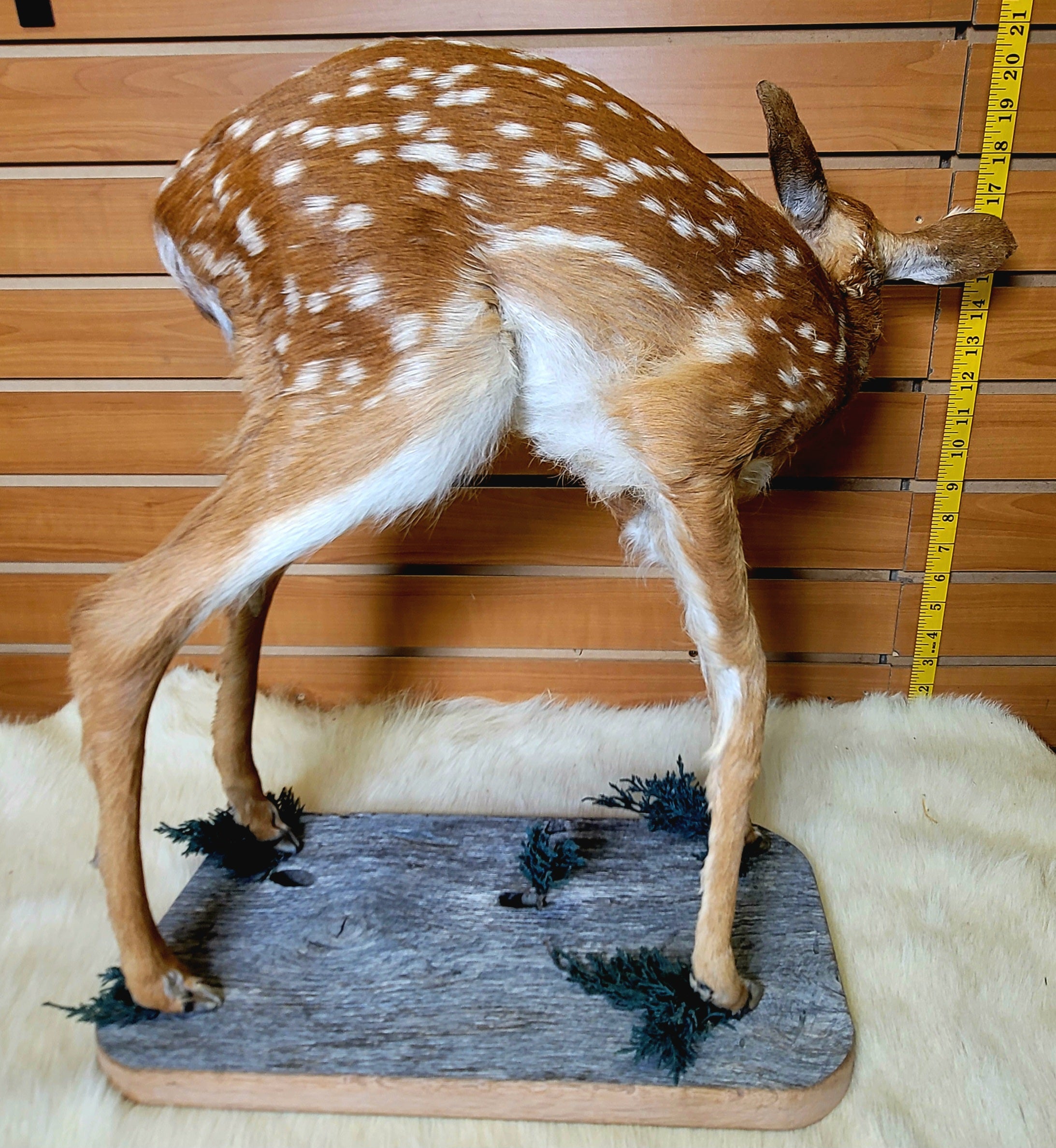 FHFAWN300- Fawn Lifesize Taxidermy Mount