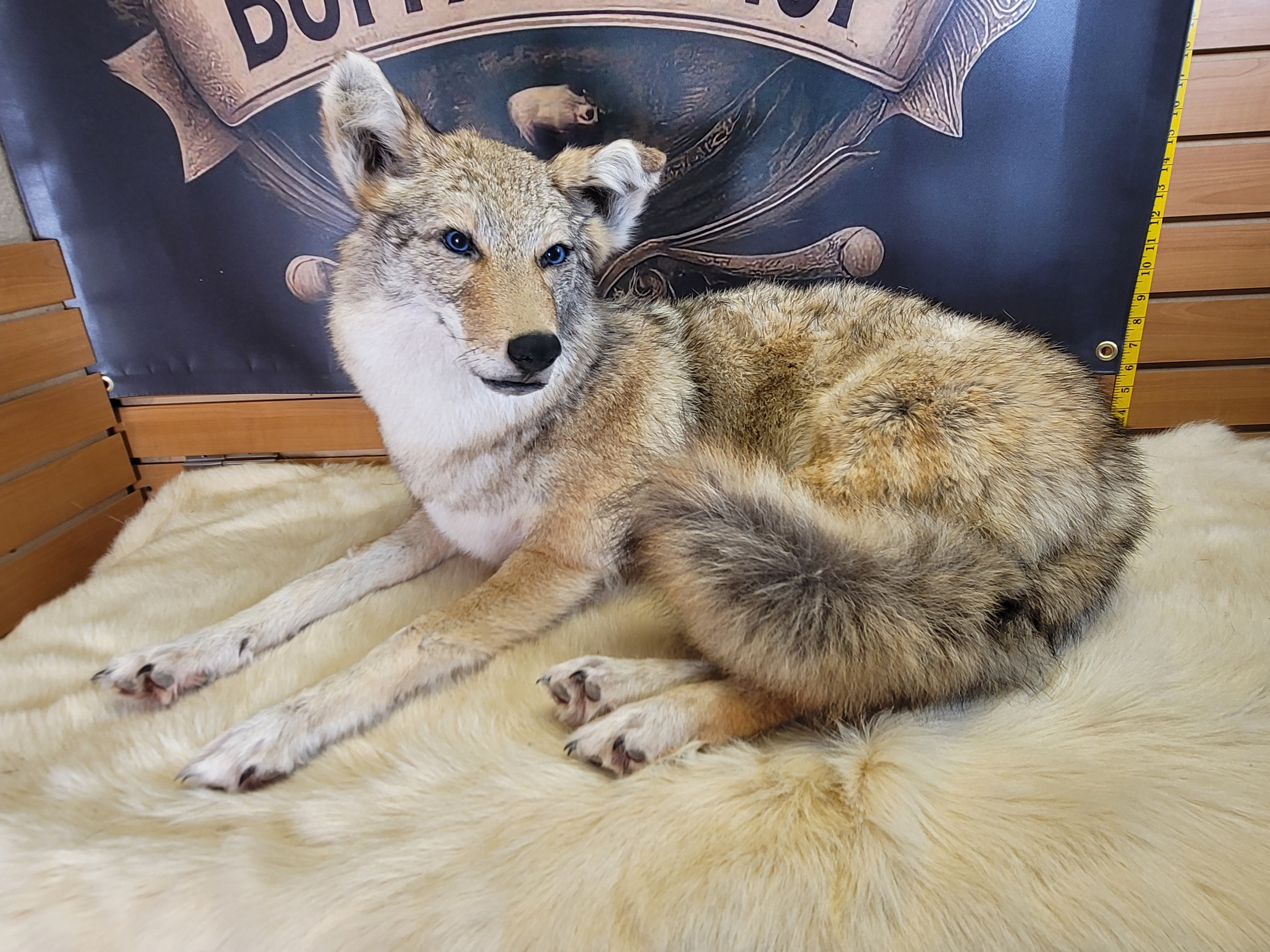 FHCOY305- Coyote Taxidermy Mount