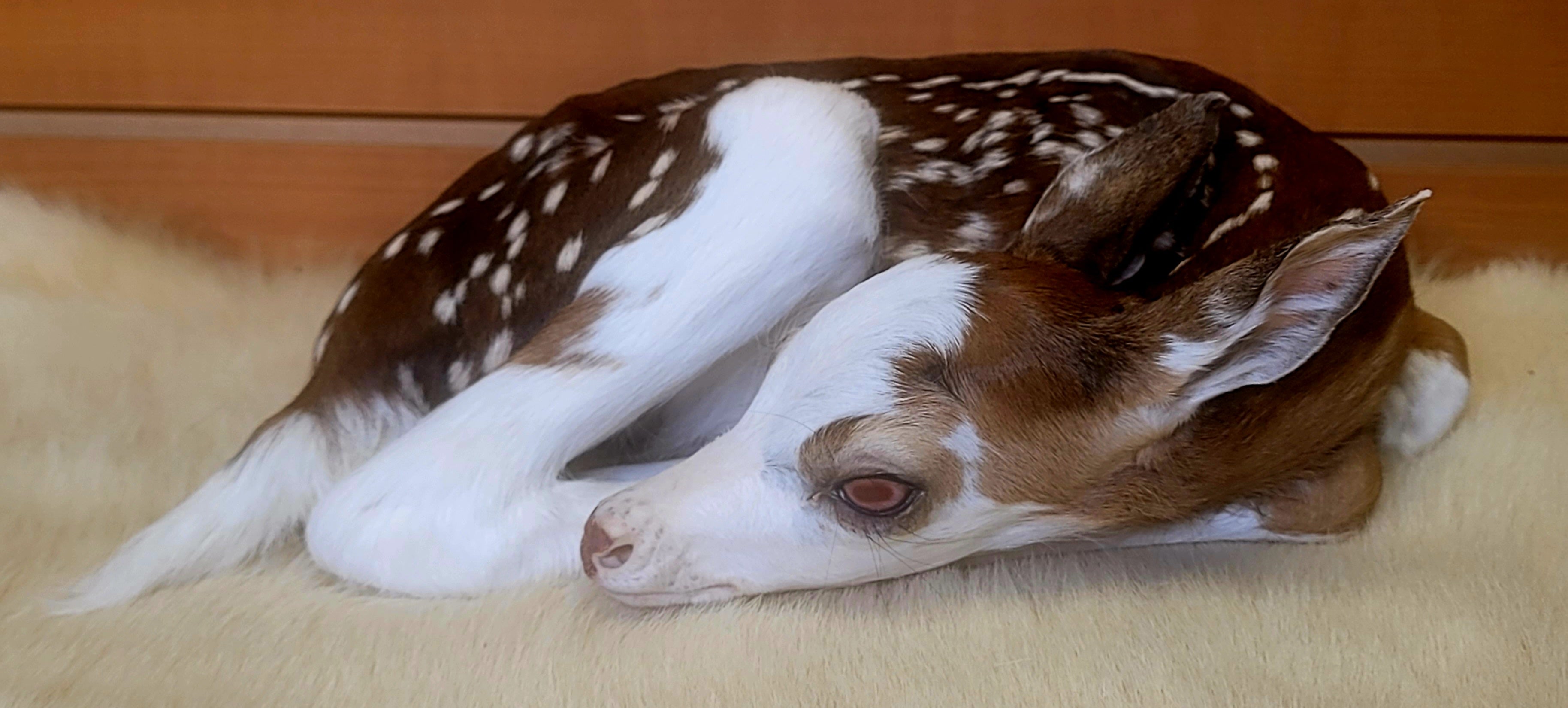 FHPBF301- Piebald Fawn Lifesize Taxidermy Mount