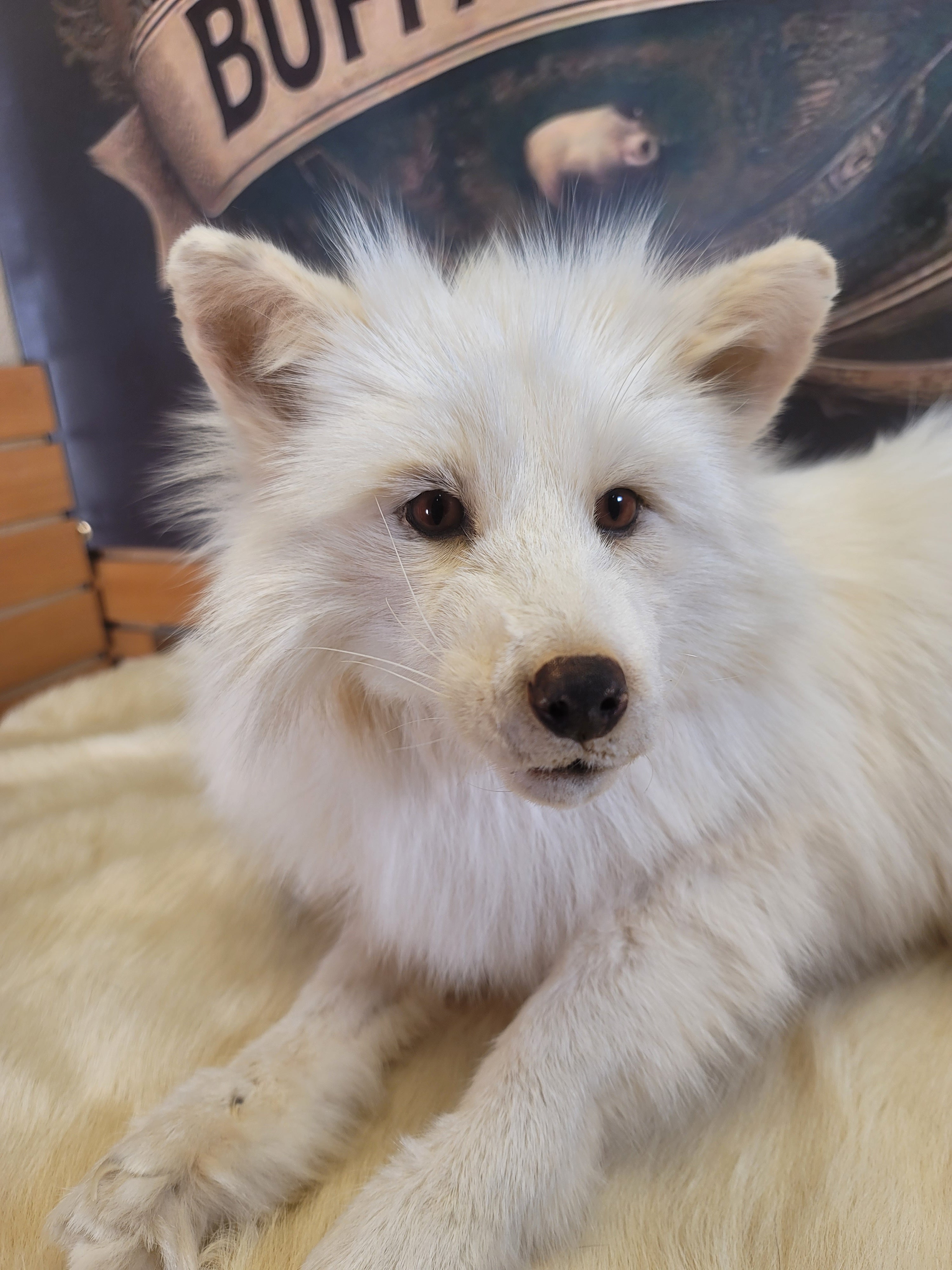 FHFOX300- Fox Softmount Taxidermy