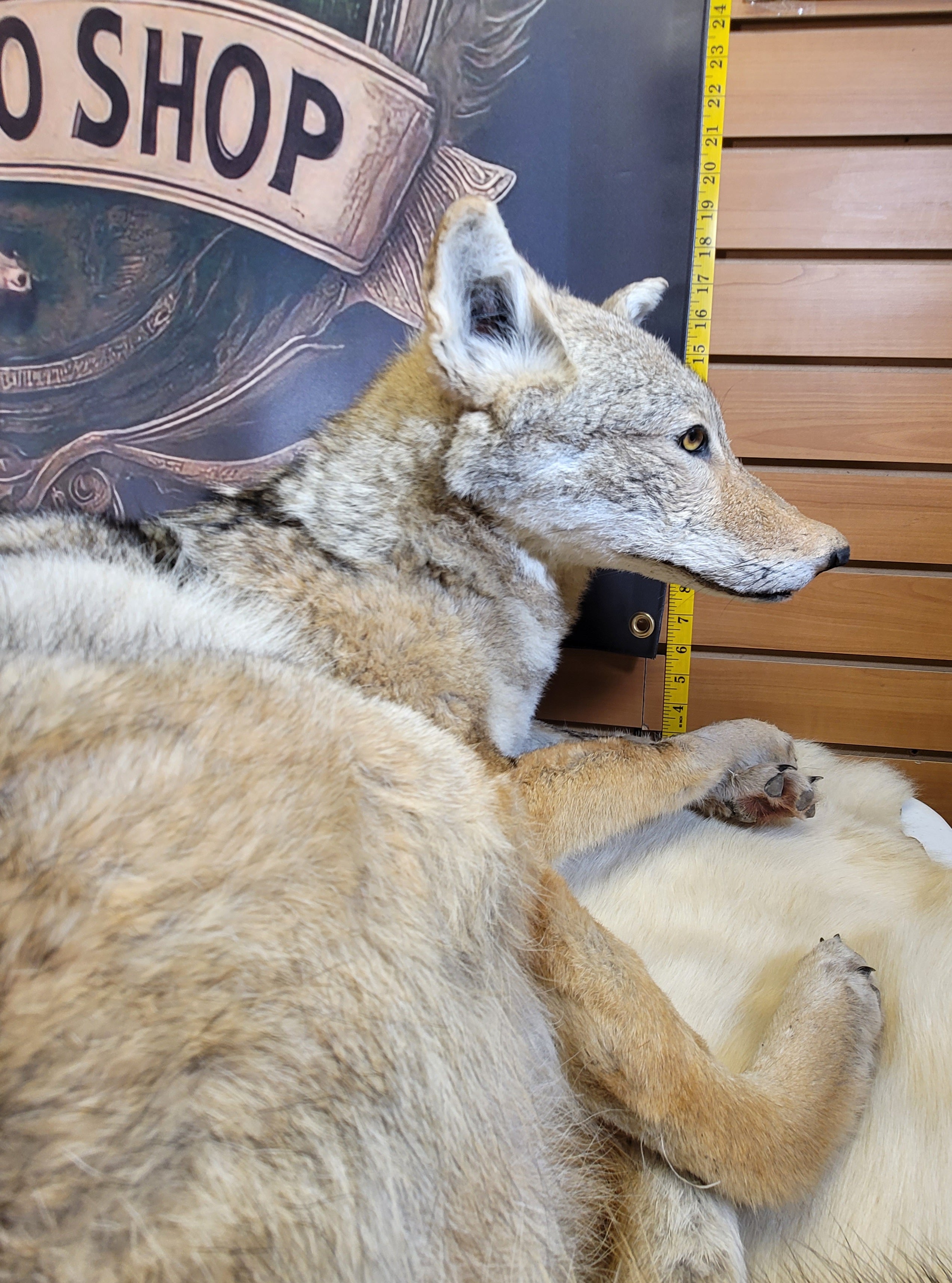 FHCOY300- Coyote Full Body Taxidermy Mount