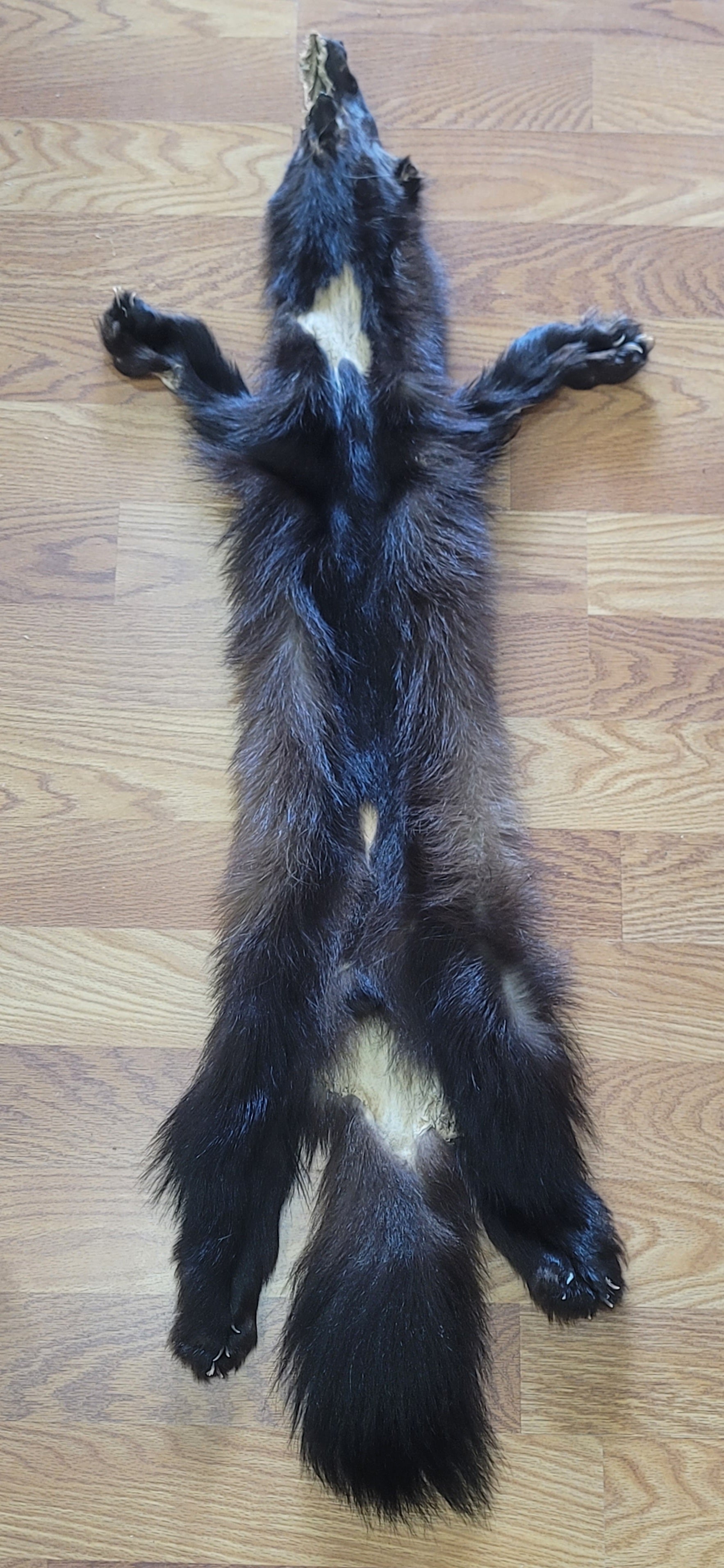 FHWVR301- Wolverine Pelt Taxidermy