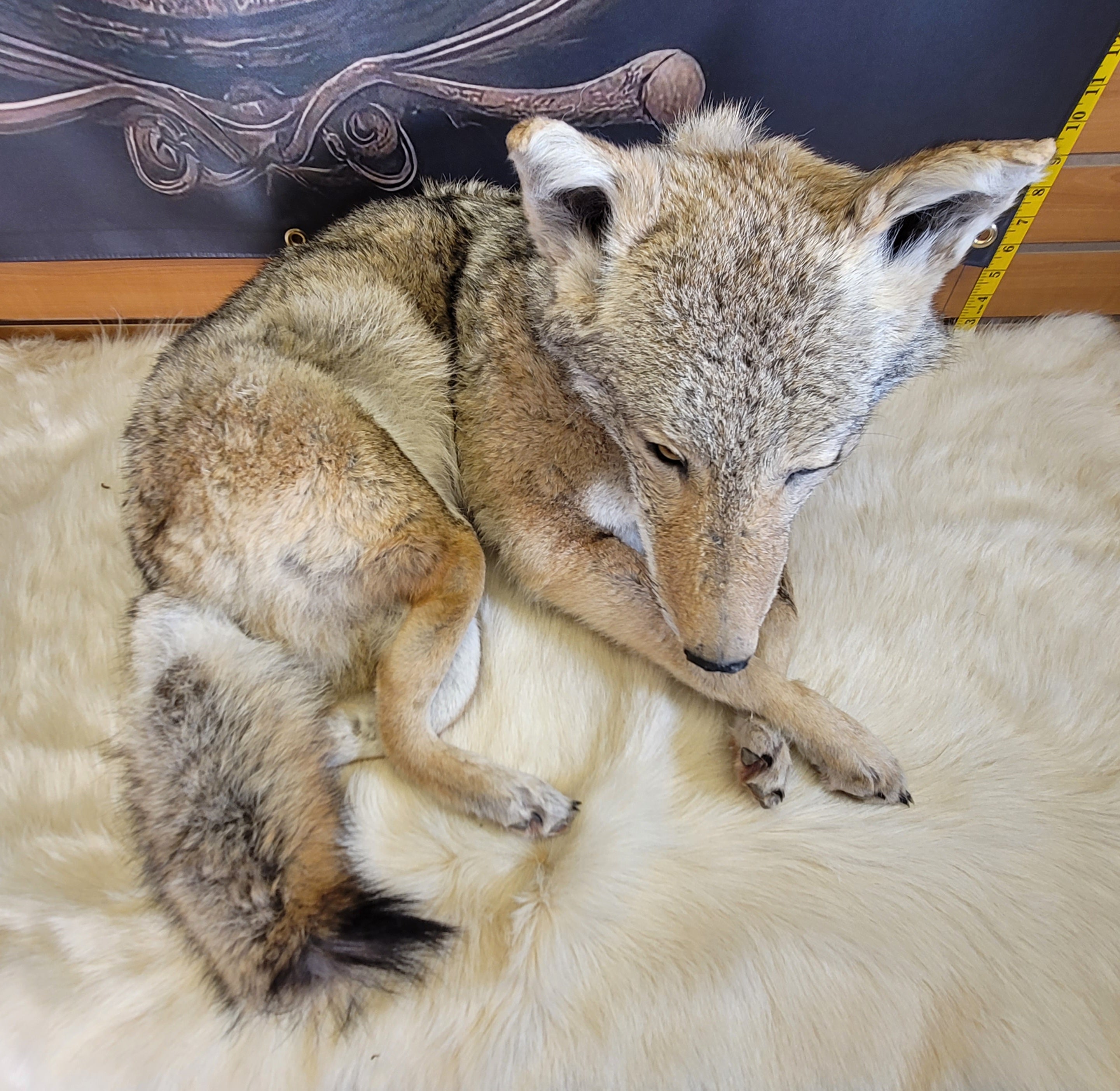FHCOY300- Coyote Full Body Taxidermy Mount