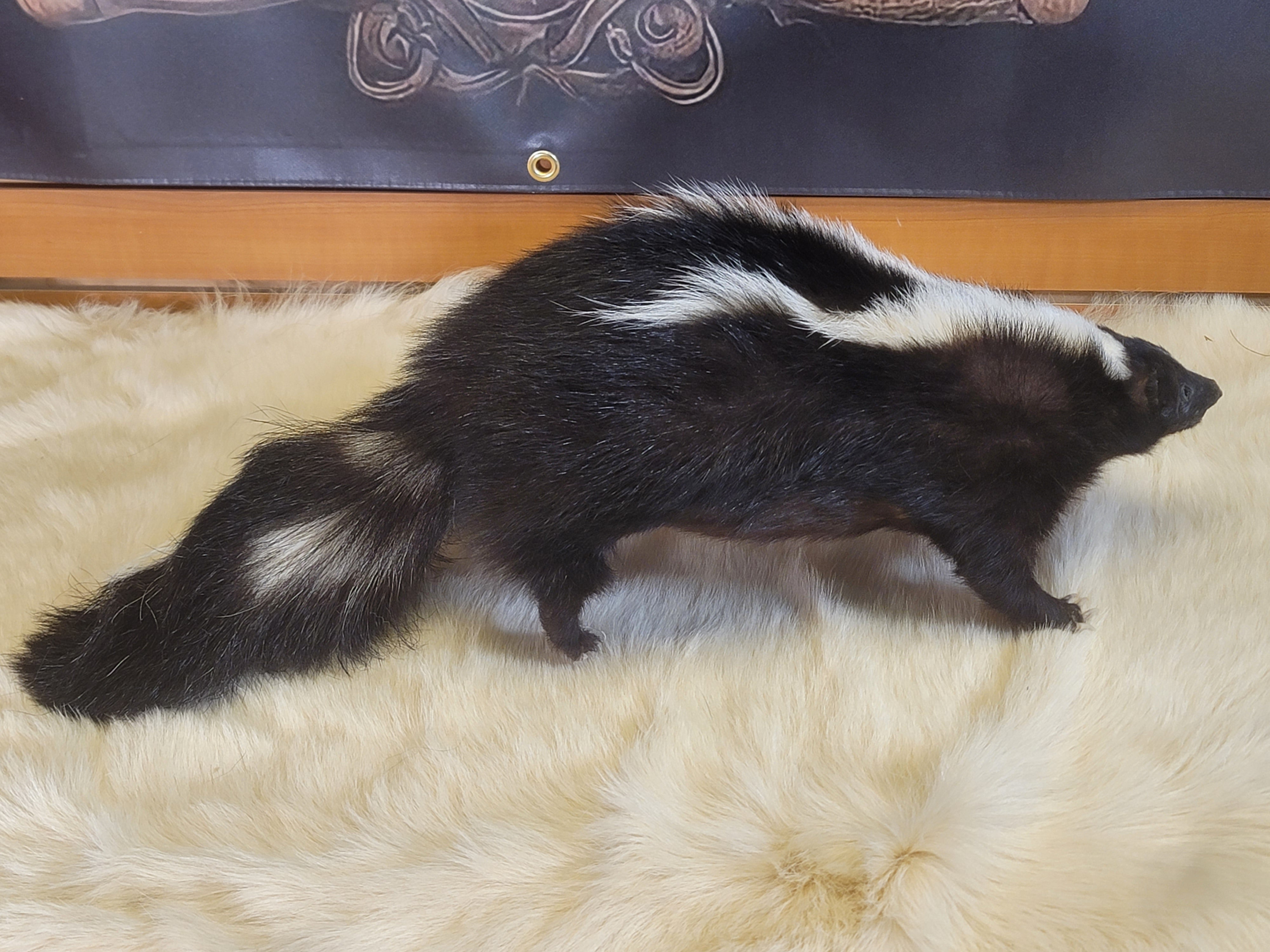 FHSKU300- Skunk Taxidermy Mount