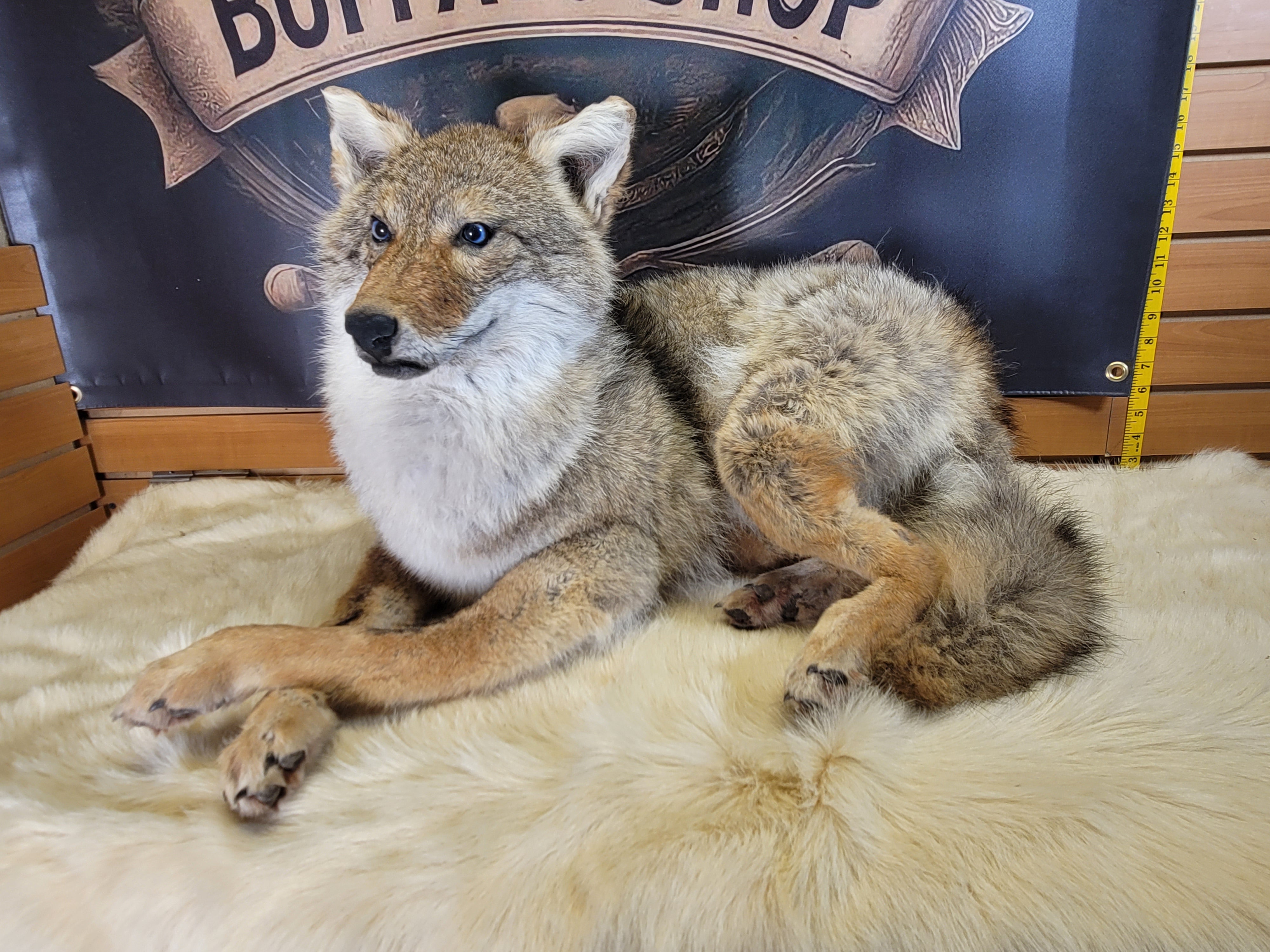 FHCOY302- Coyote Taxidermy Mount
